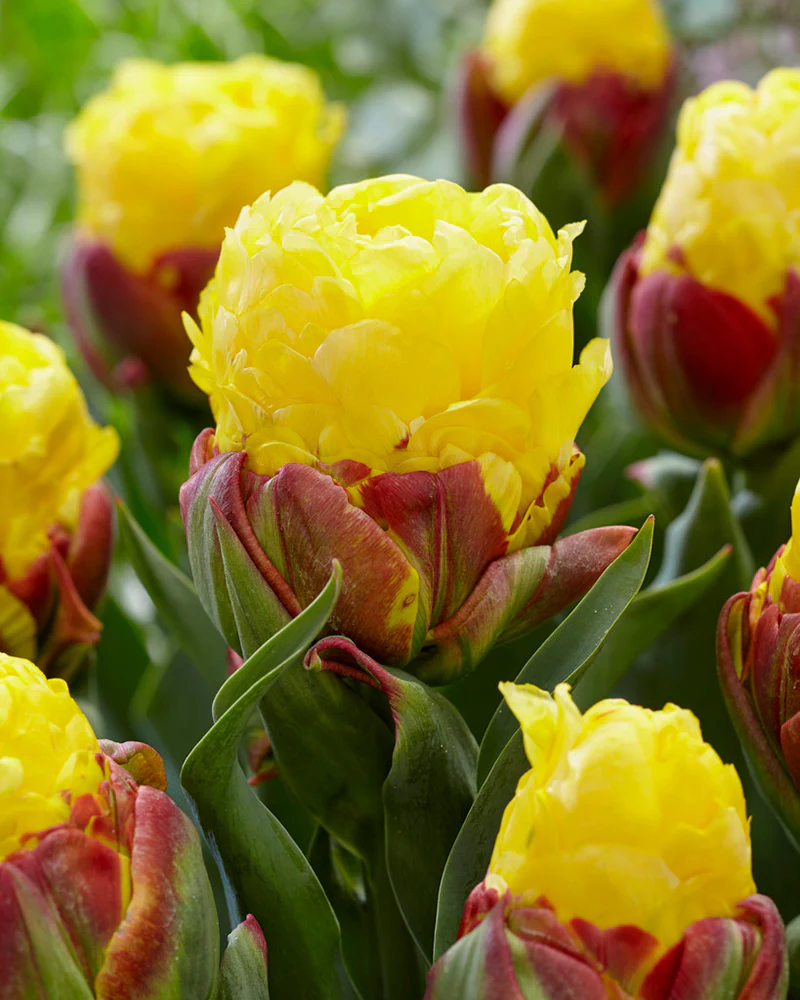 Tulip 'Ice Cream Banana' - Image 4