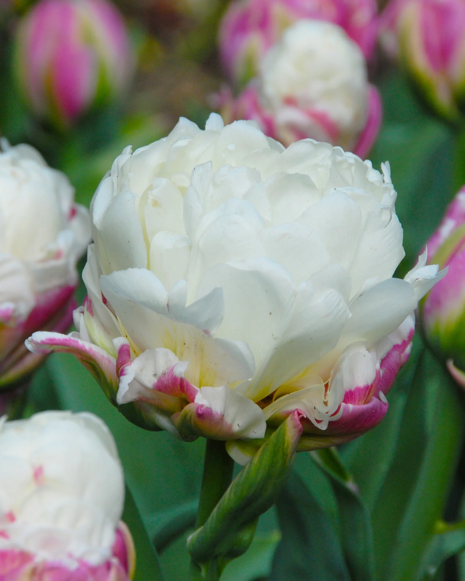 Tulip 'Ice Cream' - Image 3
