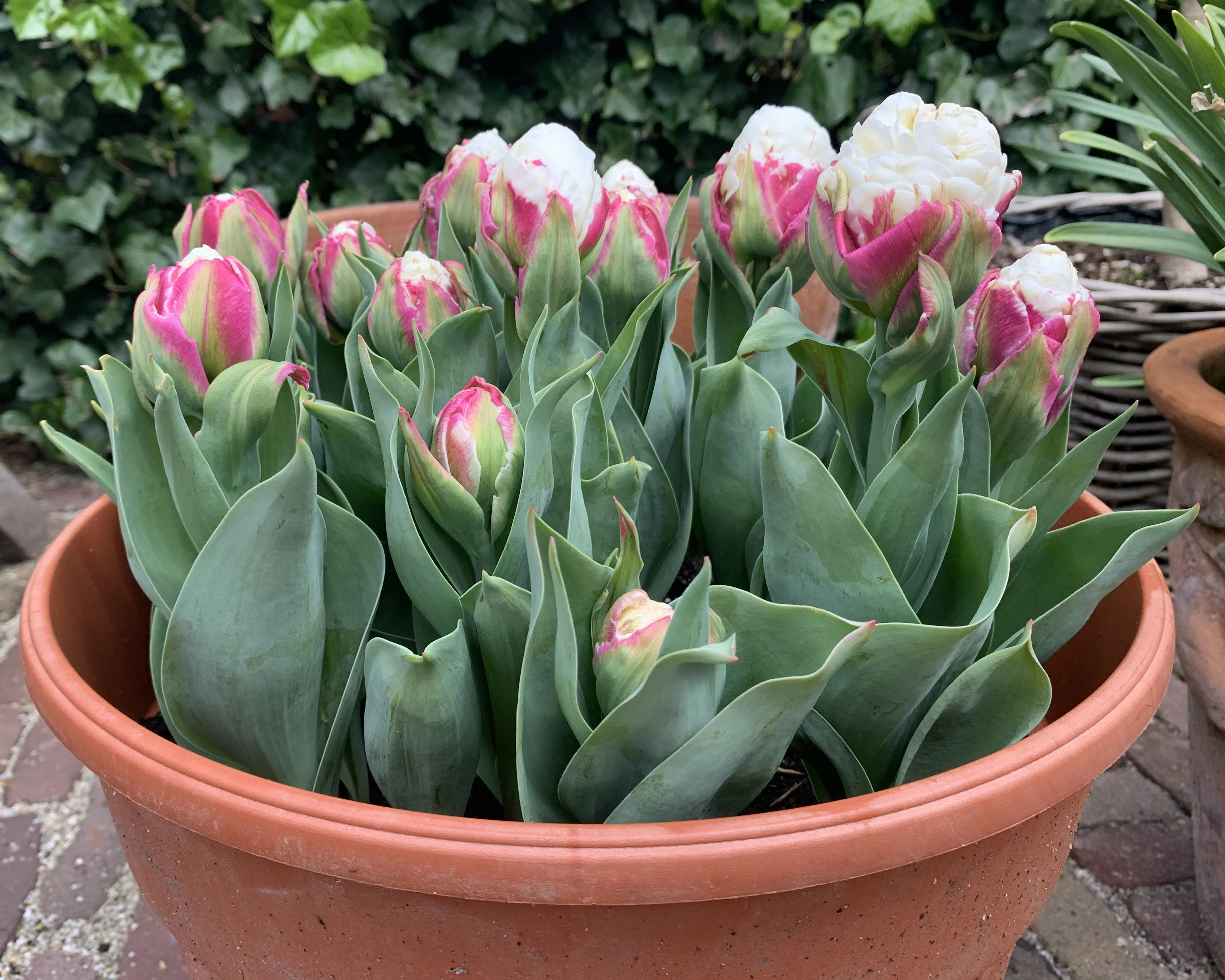 Tulip 'Ice Cream' - Image 4