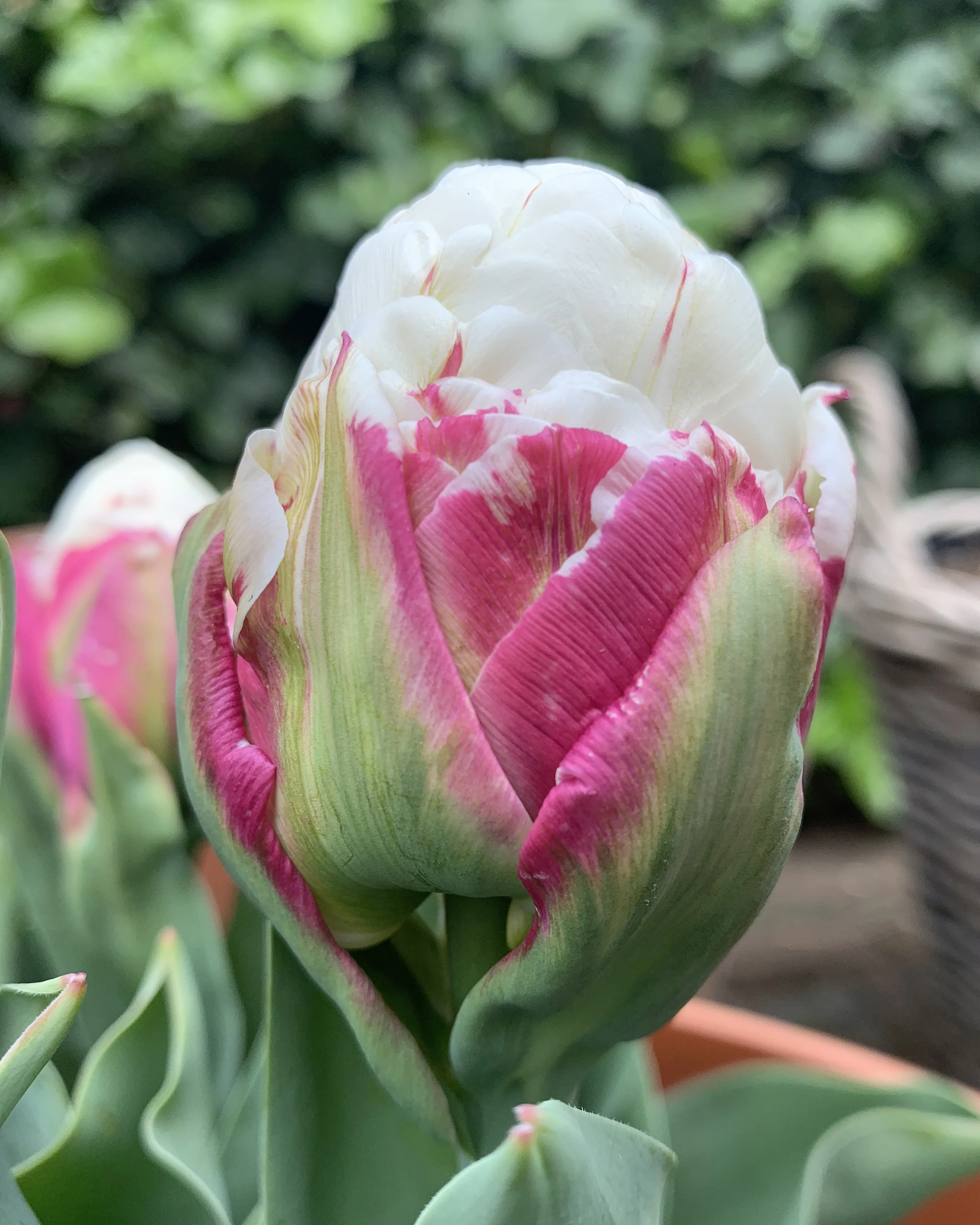 Tulip 'Ice Cream' - Image 6