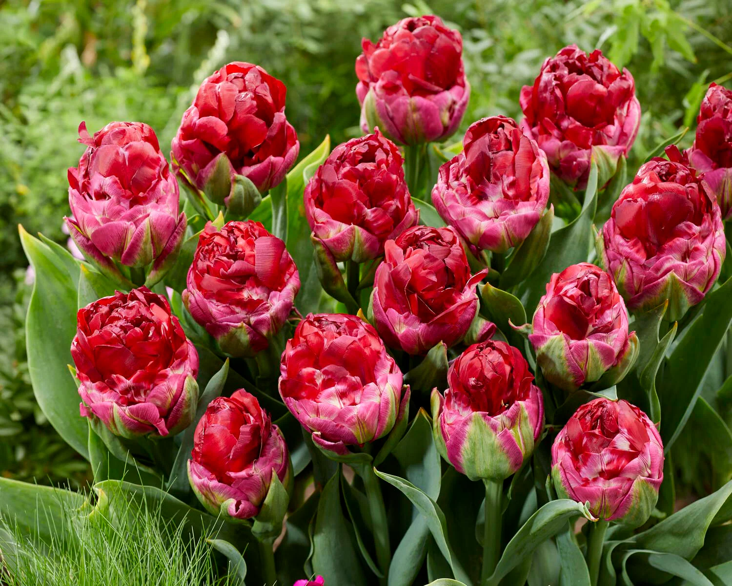 Tulip 'Ice Cream Cranberry' - Image 3