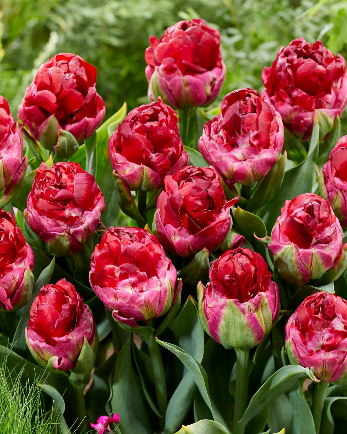 Tulip 'Ice Cream Cranberry' - Image 4