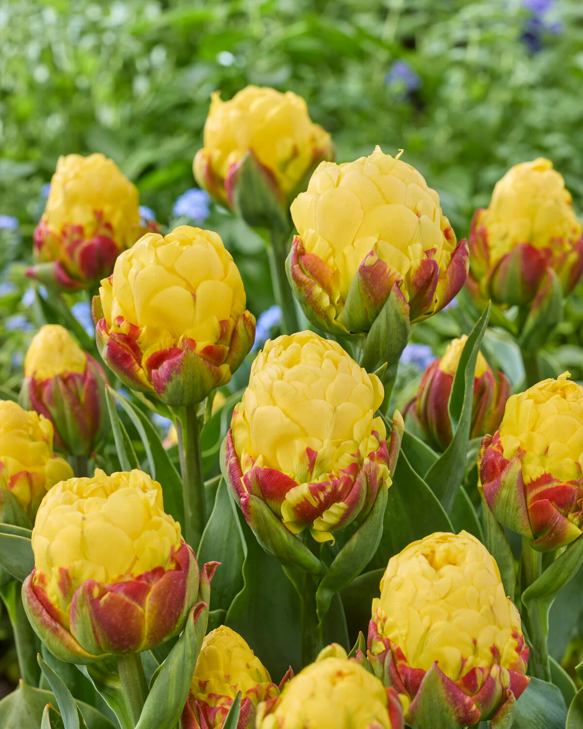 Tulip 'Ice Cream Lemon' - Image 3