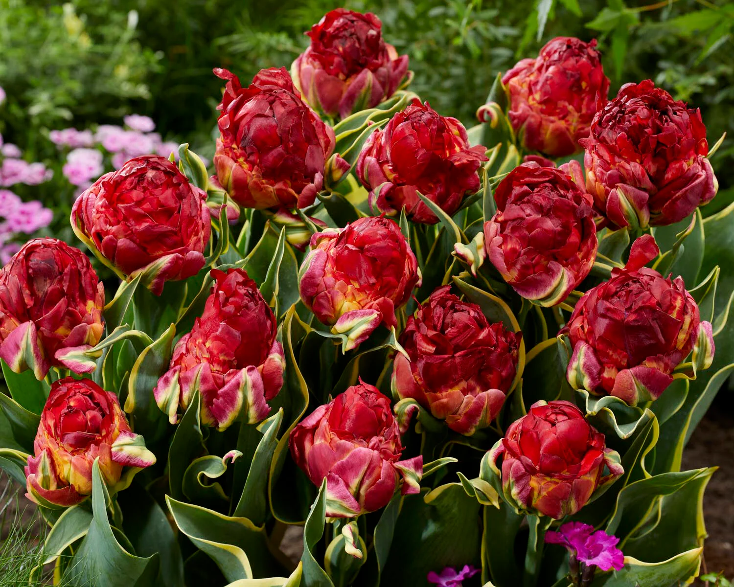 Tulip 'Ice Cream Sorbet' - Image 3