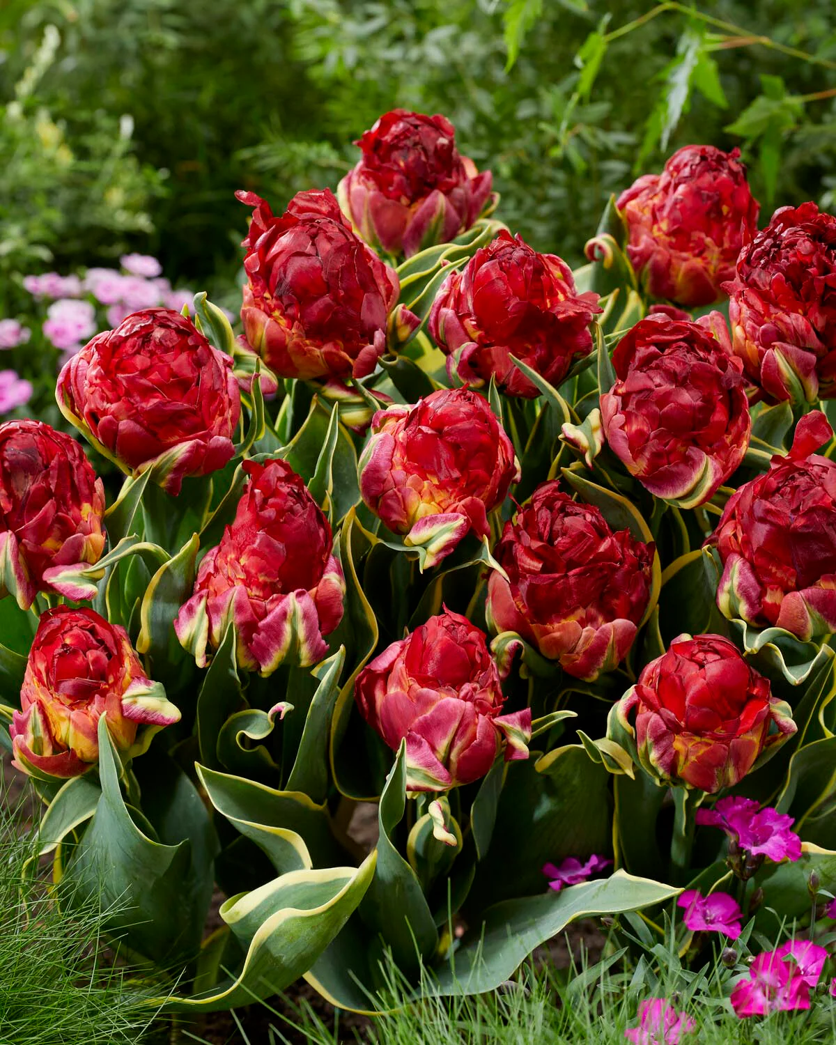 Tulip 'Ice Cream Sorbet' - Image 4