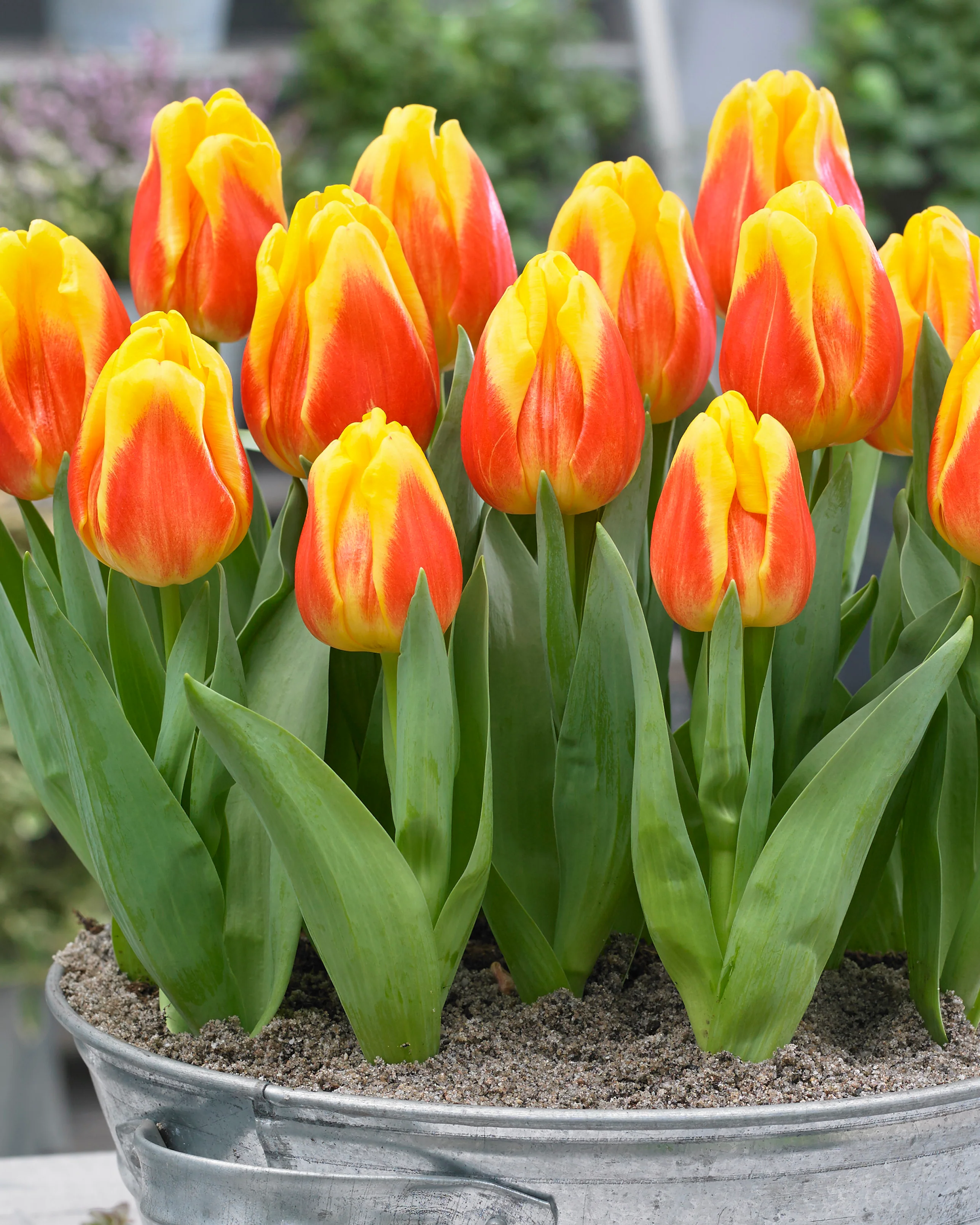 Tulip 'Ice Lolly' - Image 6