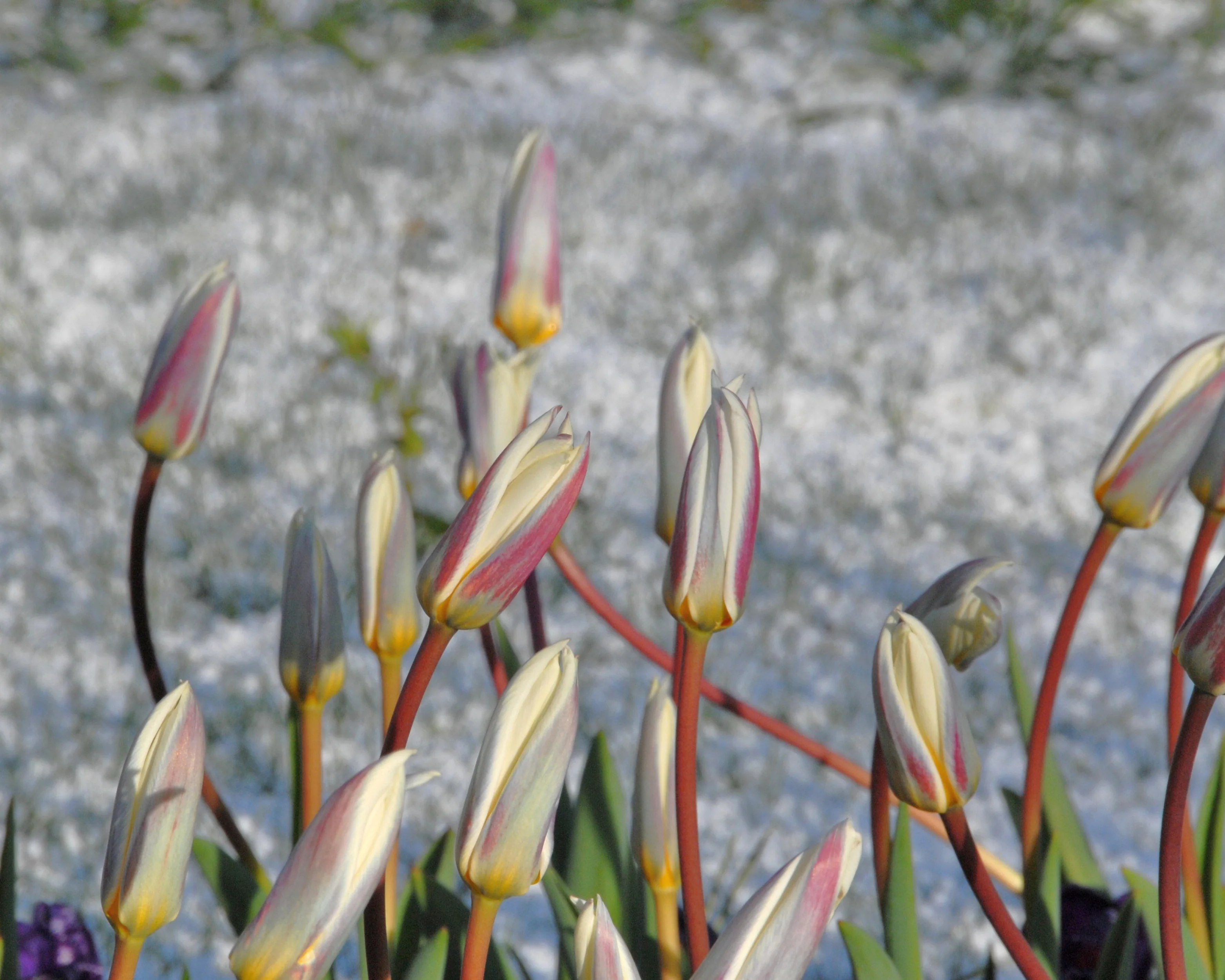 Tulip 'Ice Stick' - Image 10