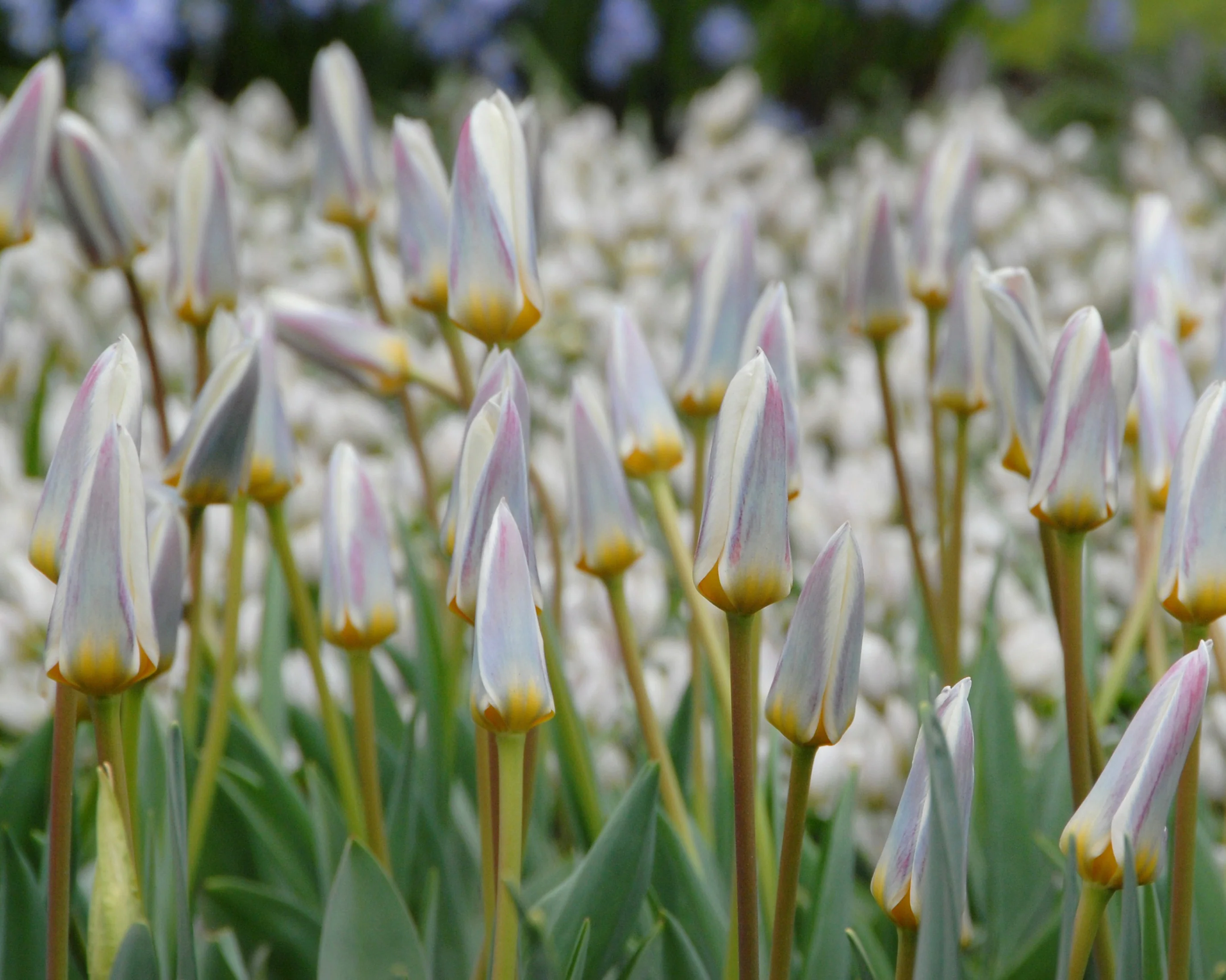 Tulip 'Ice Stick' - Image 11