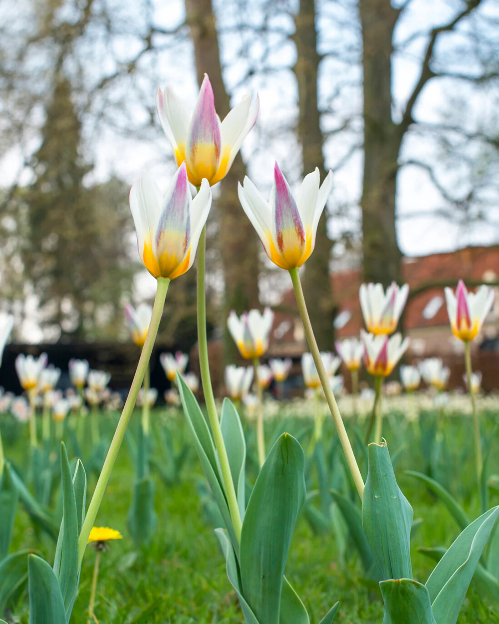 Tulip 'Ice Stick' - Image 13