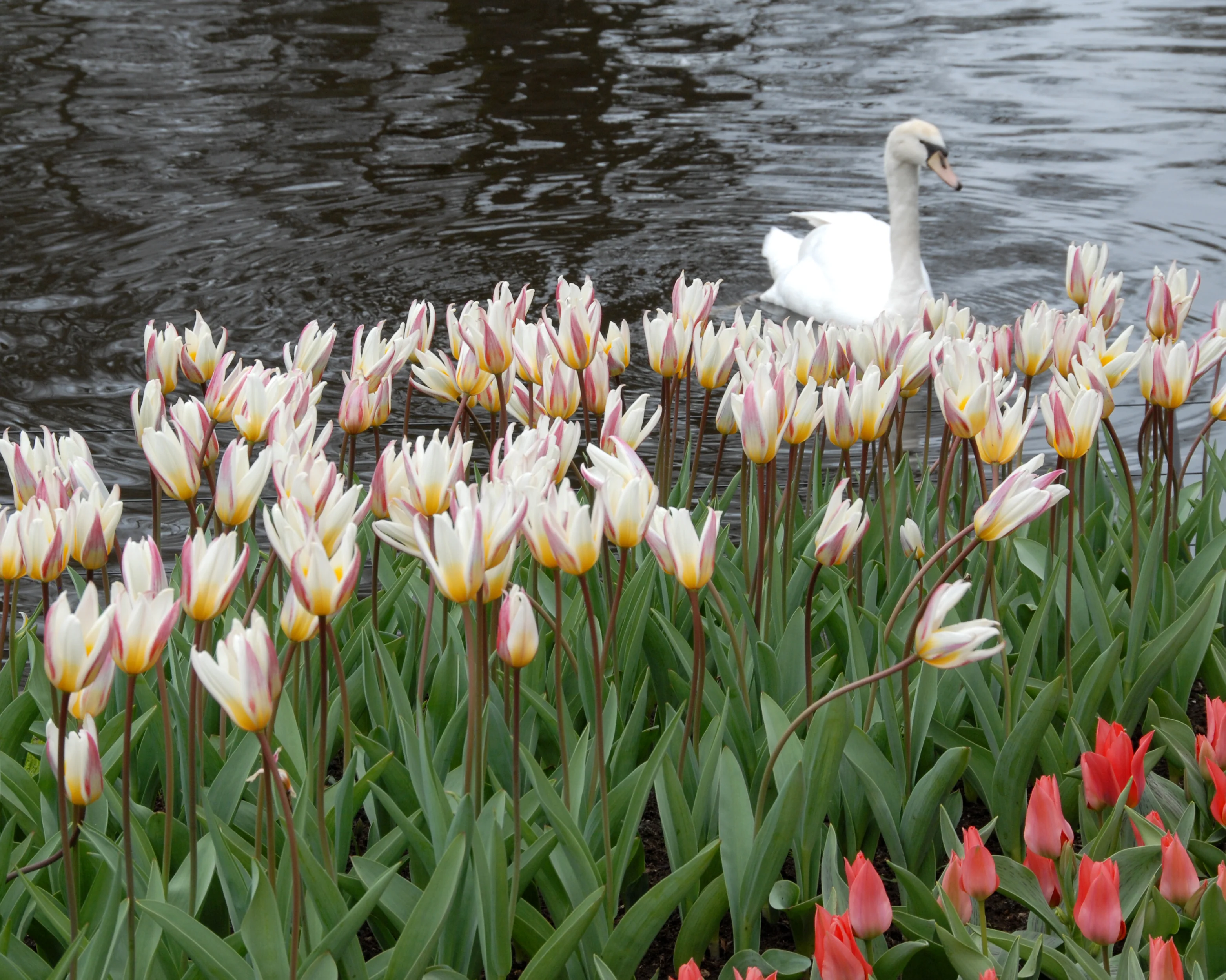 Tulip 'Ice Stick' - Image 14