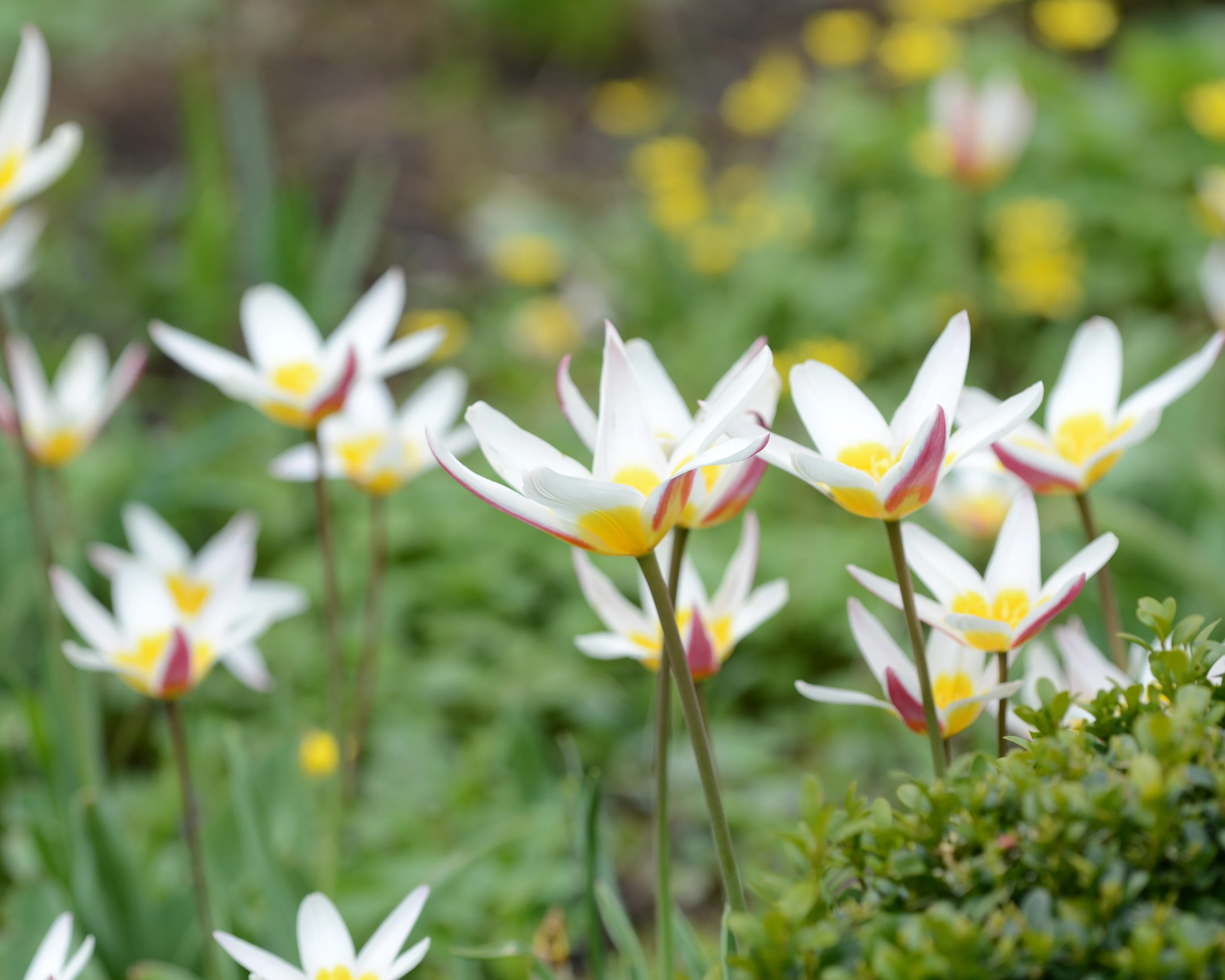 Tulip 'Ice Stick' - Image 16