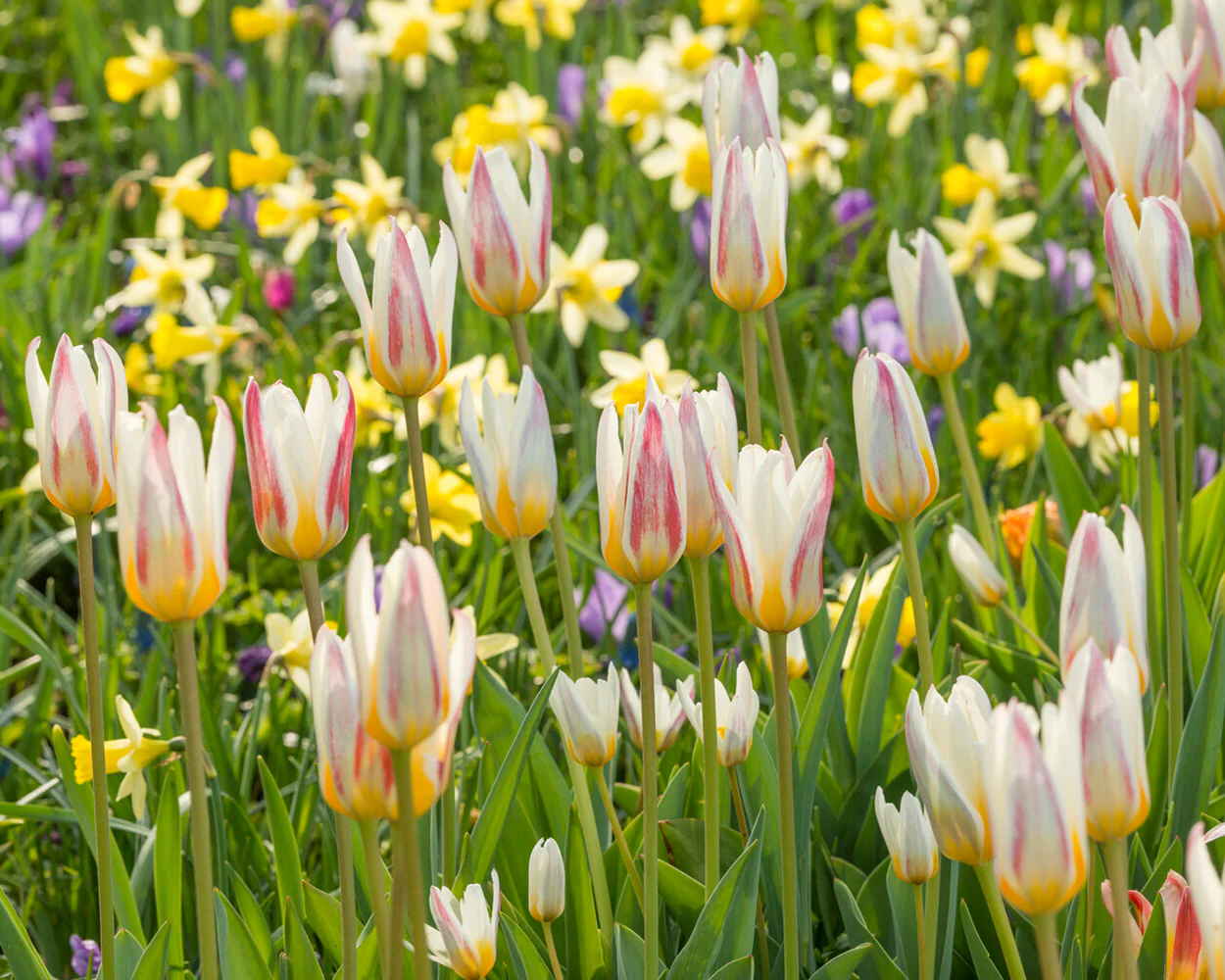 Tulip 'Ice Stick' - Image 18