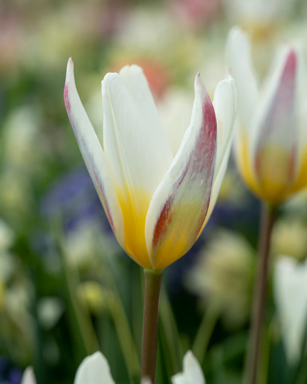 Tulip 'Ice Stick' - Image 4