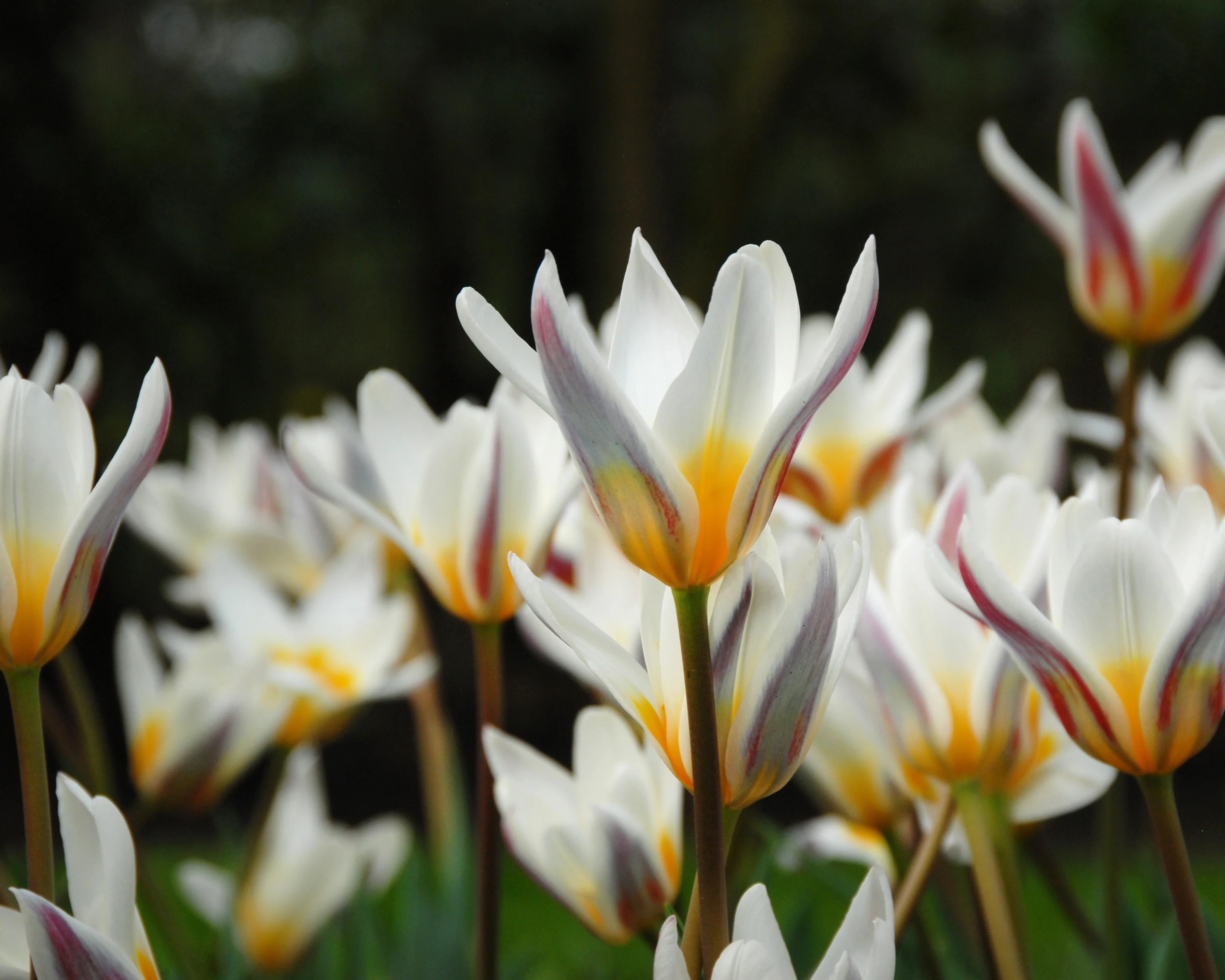 Tulip 'Ice Stick' - Image 7