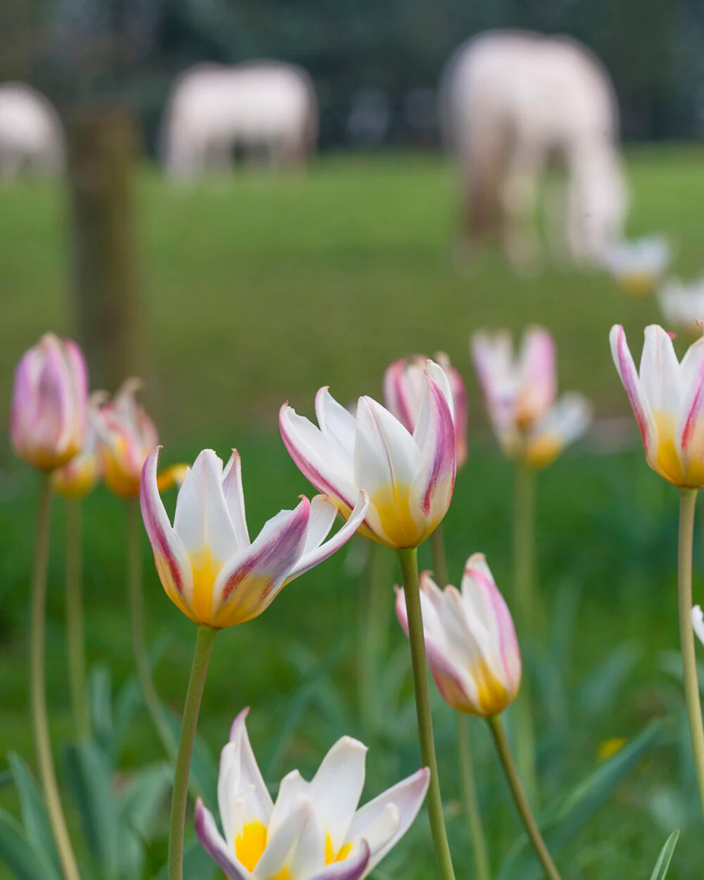 Tulip 'Ice Stick' - Image 8
