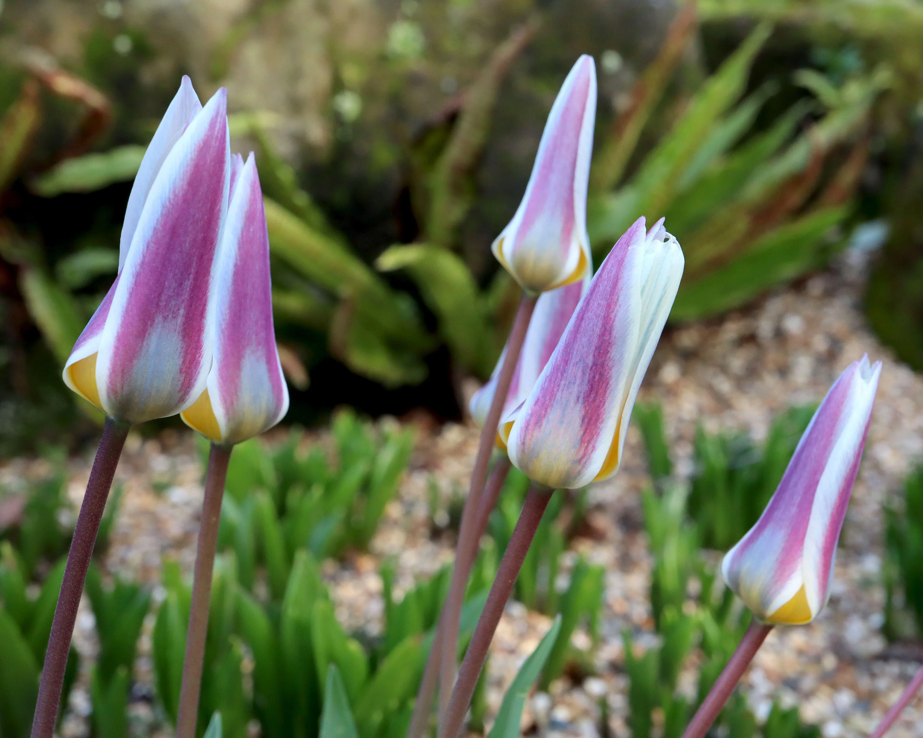 Tulip 'Ice Stick' - Image 9