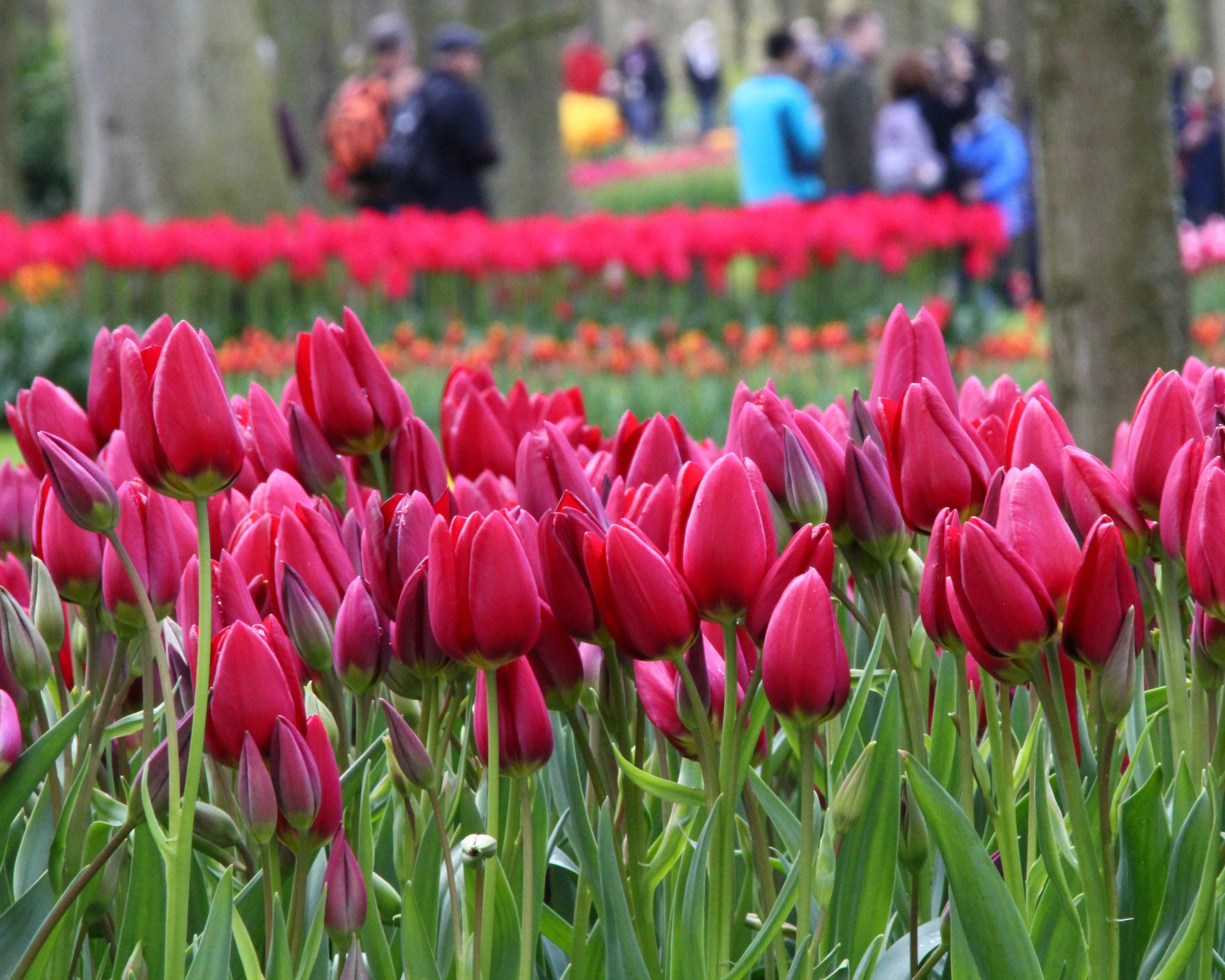 Tulip 'Inferno' - Image 2