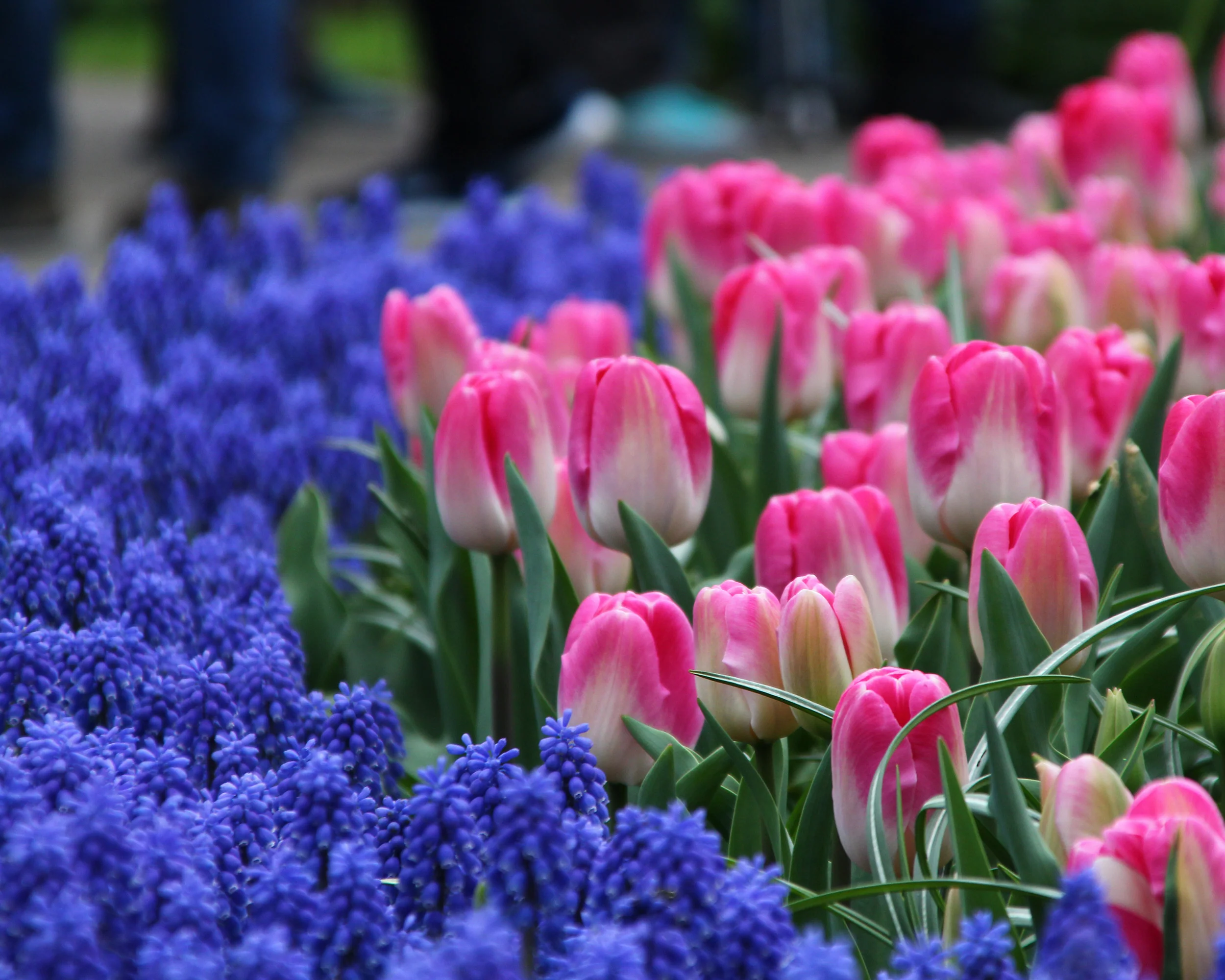 Tulip 'Innuendo' - Image 4