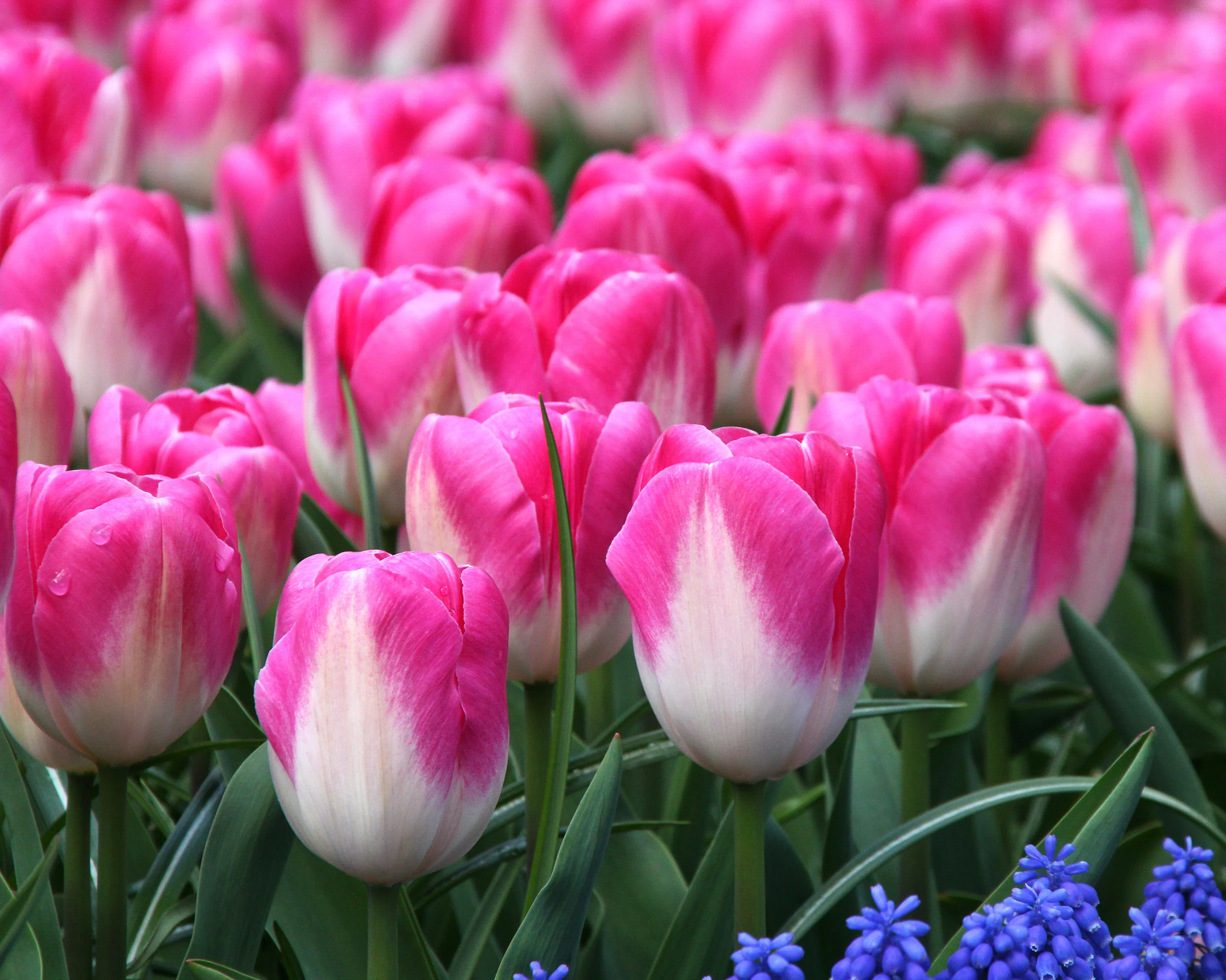 Tulip 'Innuendo' - Image 6