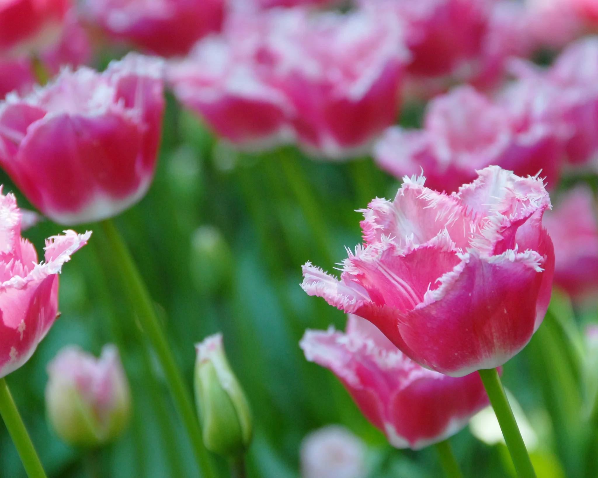 Tulip 'Izumi' - Image 4