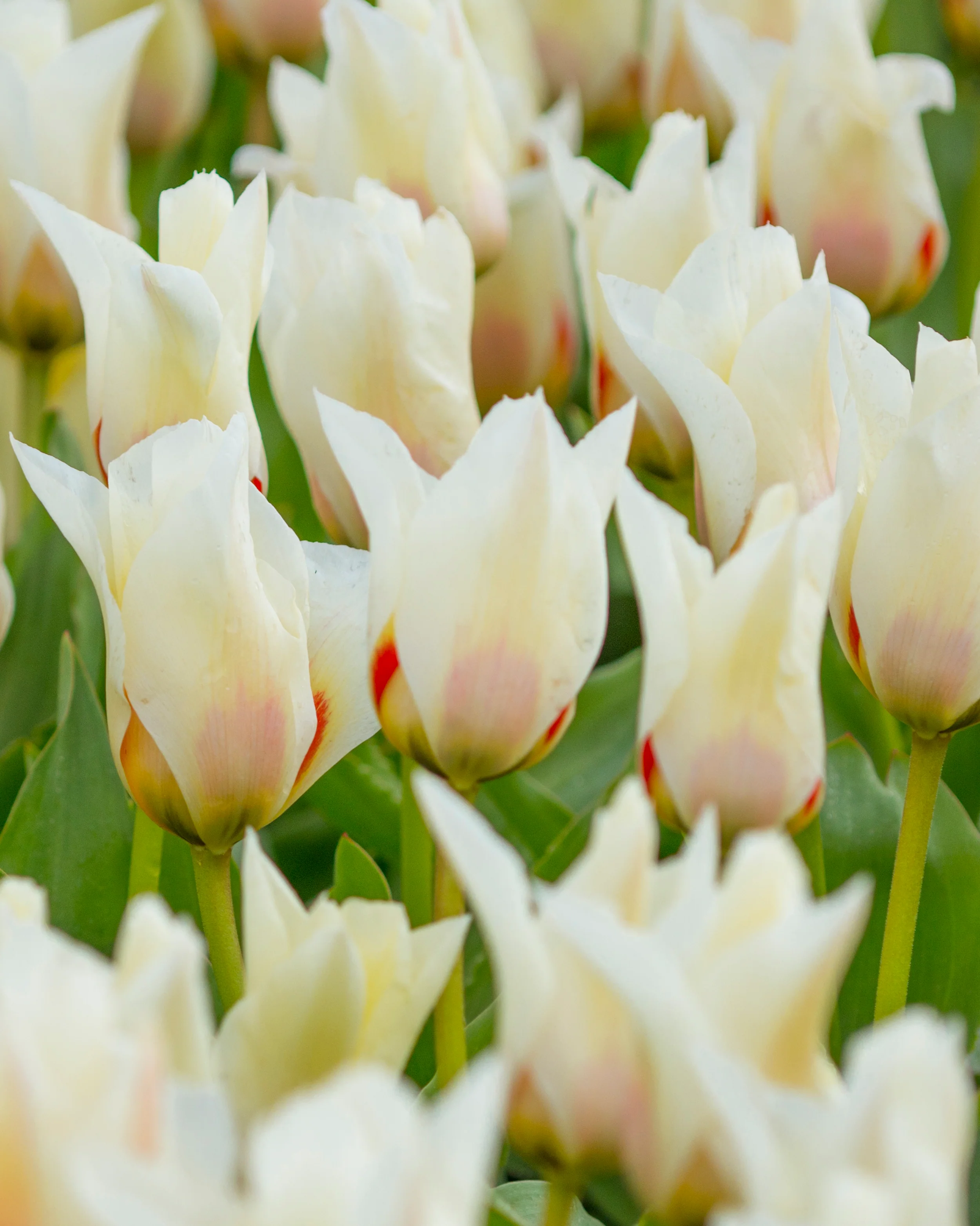 Tulip 'Janet' - Image 3