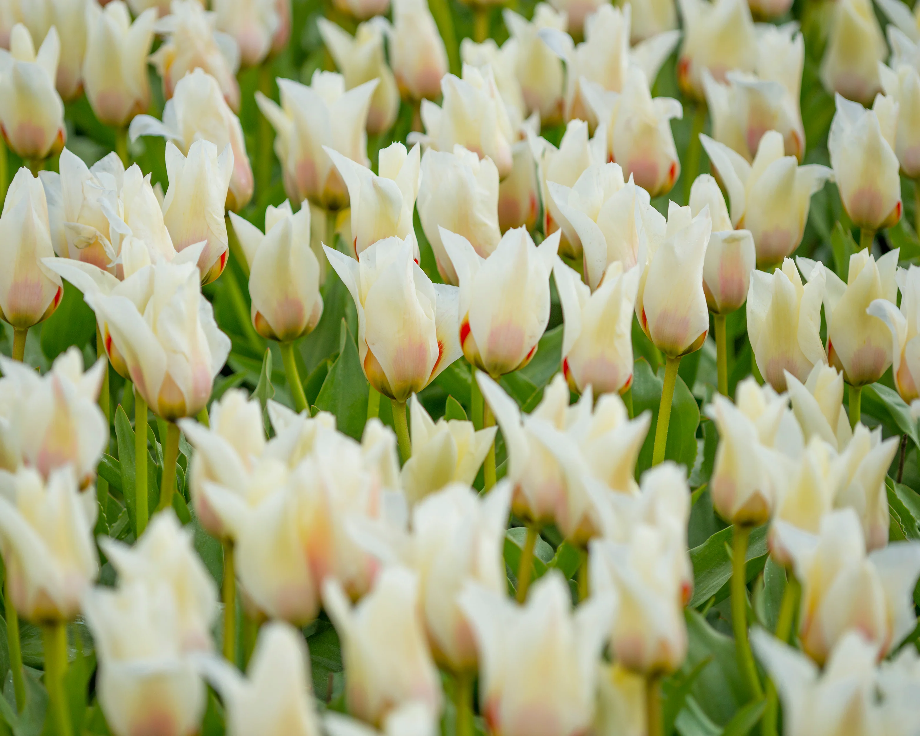 Tulip 'Janet' - Image 6