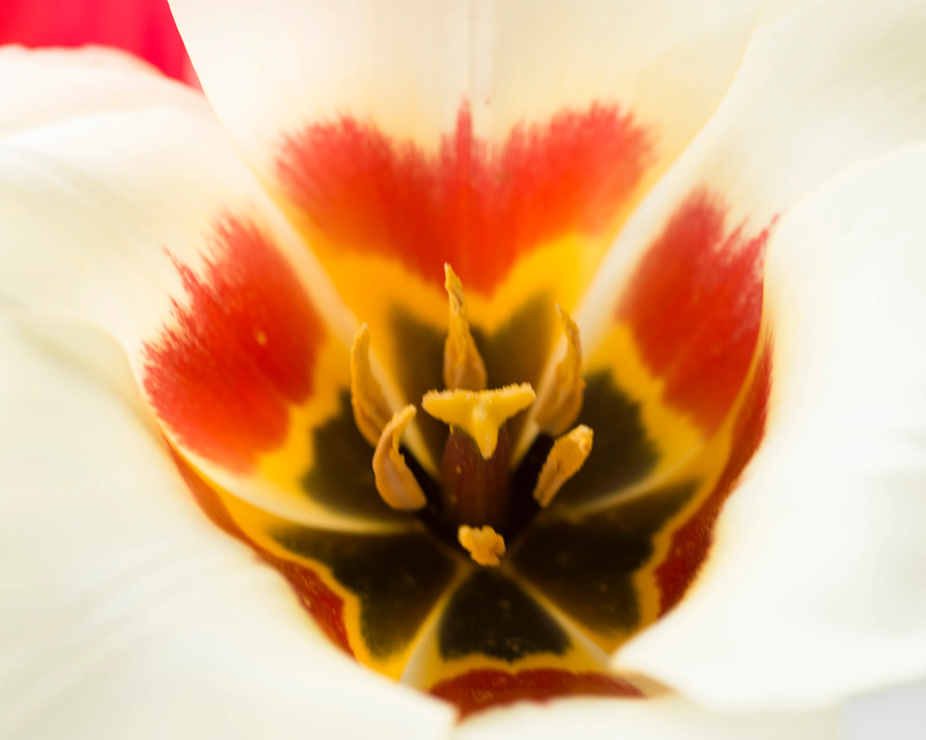 Tulip 'Janet' - Image 7
