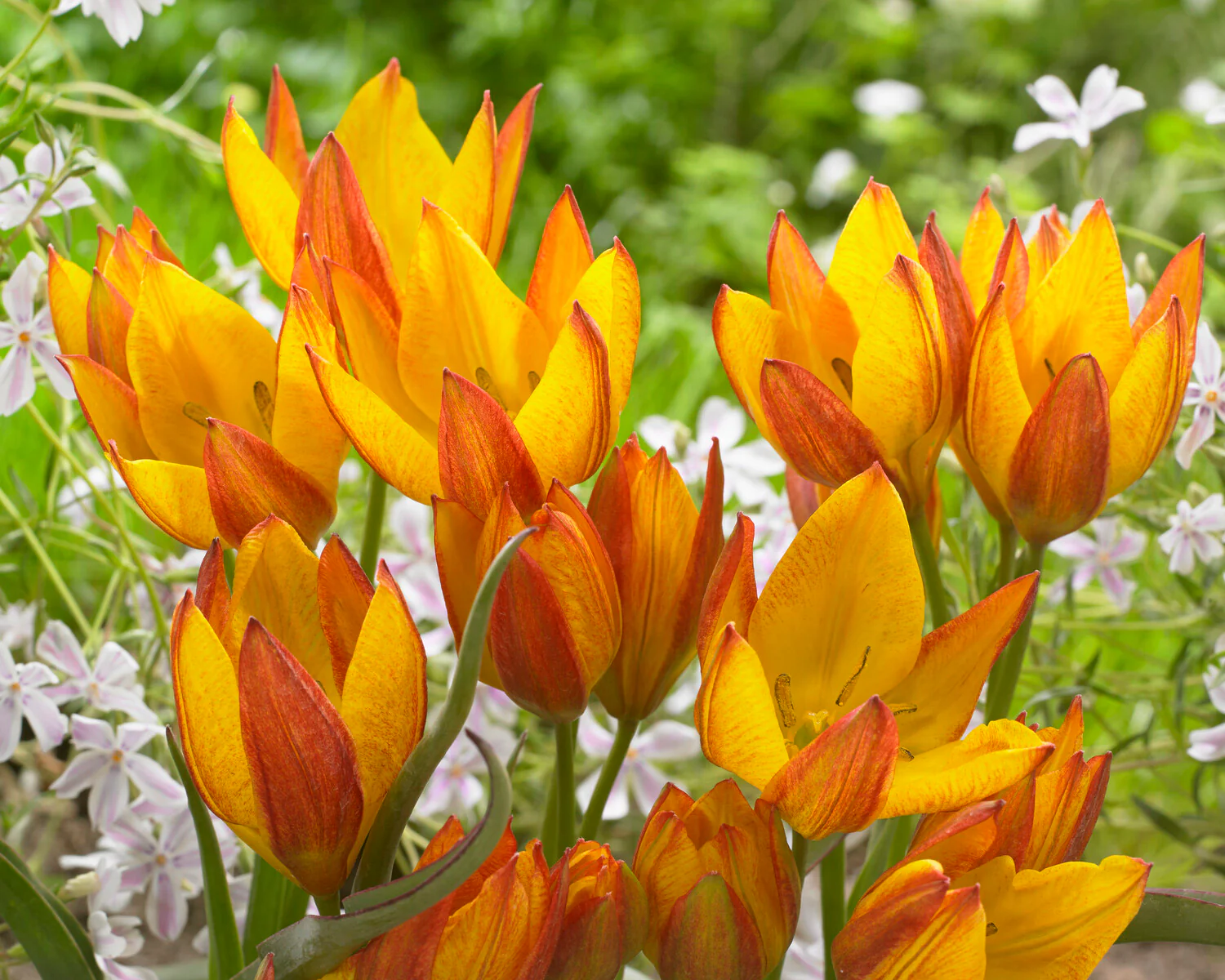 Tulip 'Jara' - Image 3