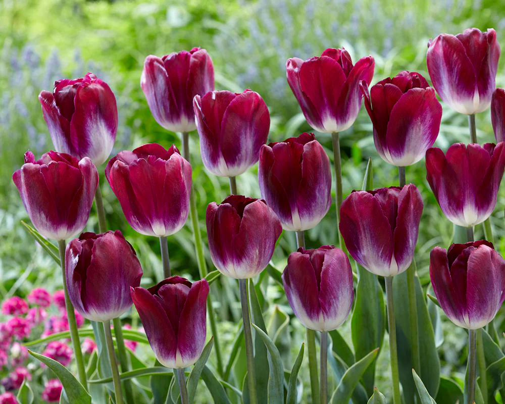 Tulip 'Kansas Proud' - Image 2