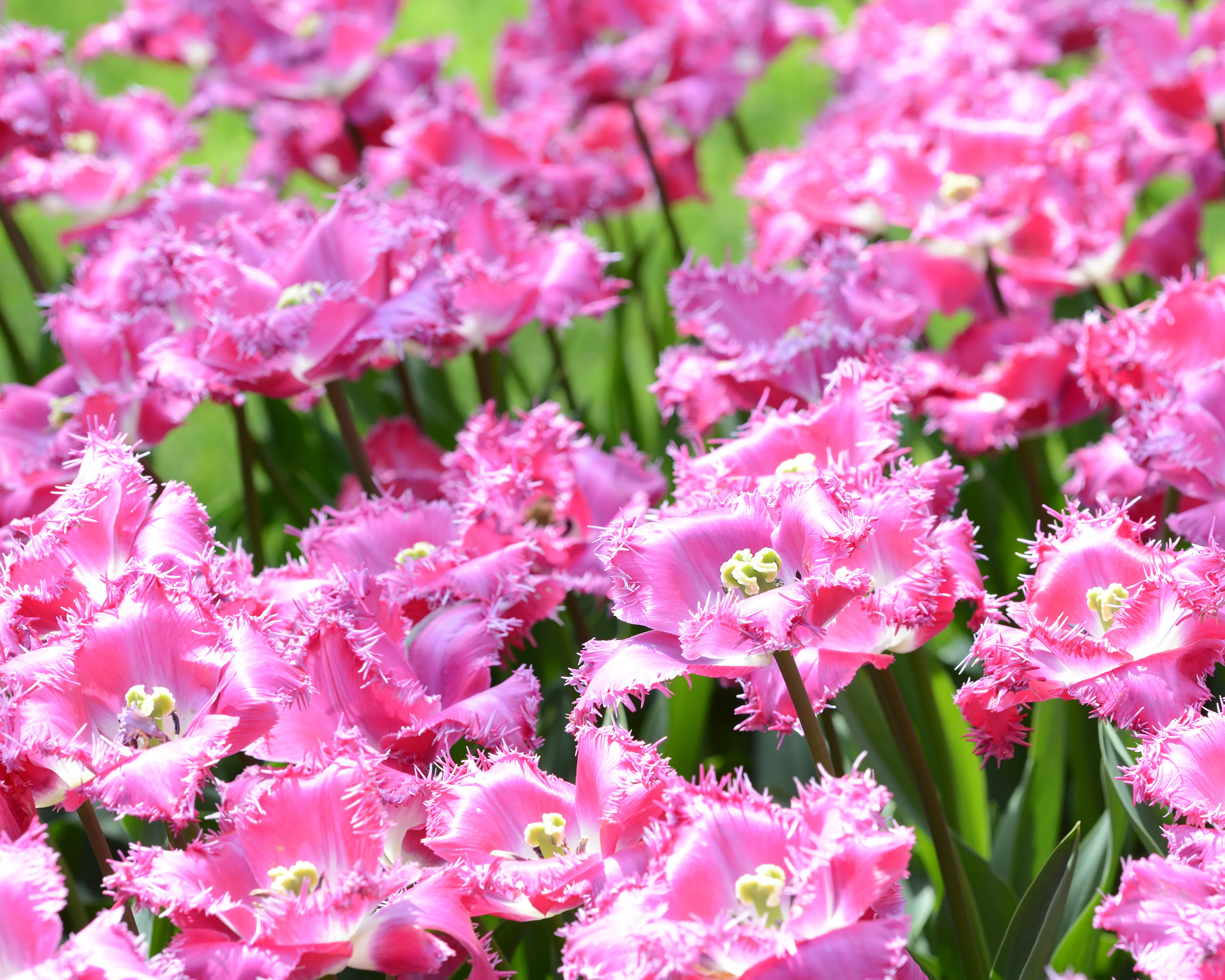 Tulip 'Katie Melua' - Image 2