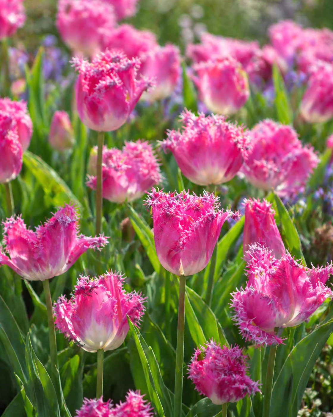 Tulip 'Katie Melua' - Image 3