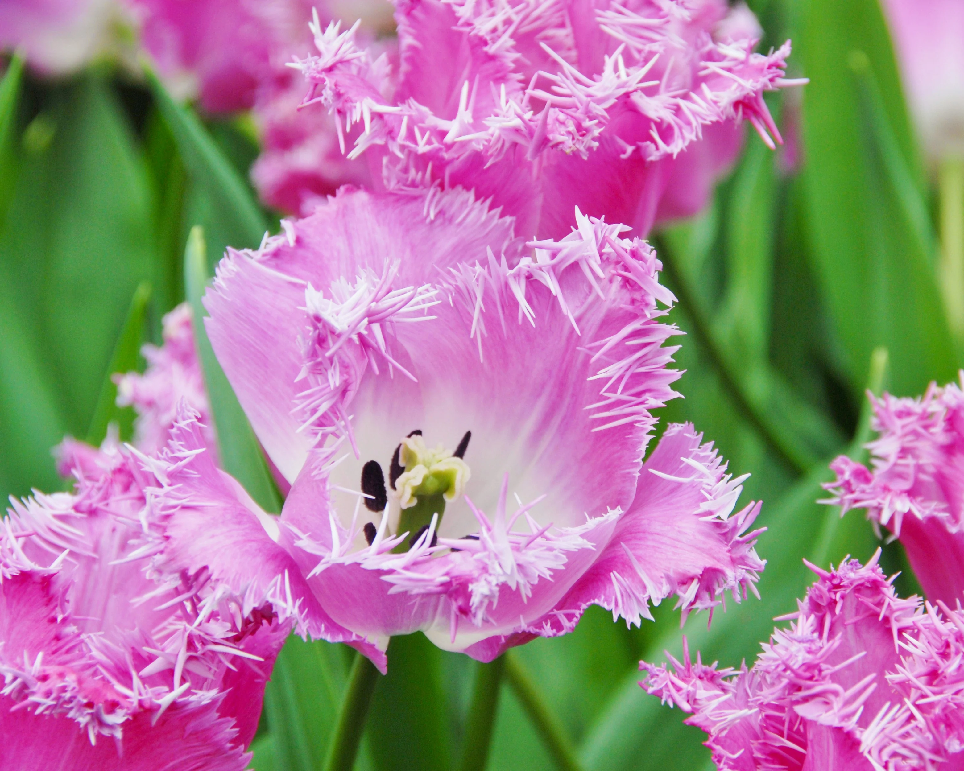 Tulip 'Katie Melua' - Image 4