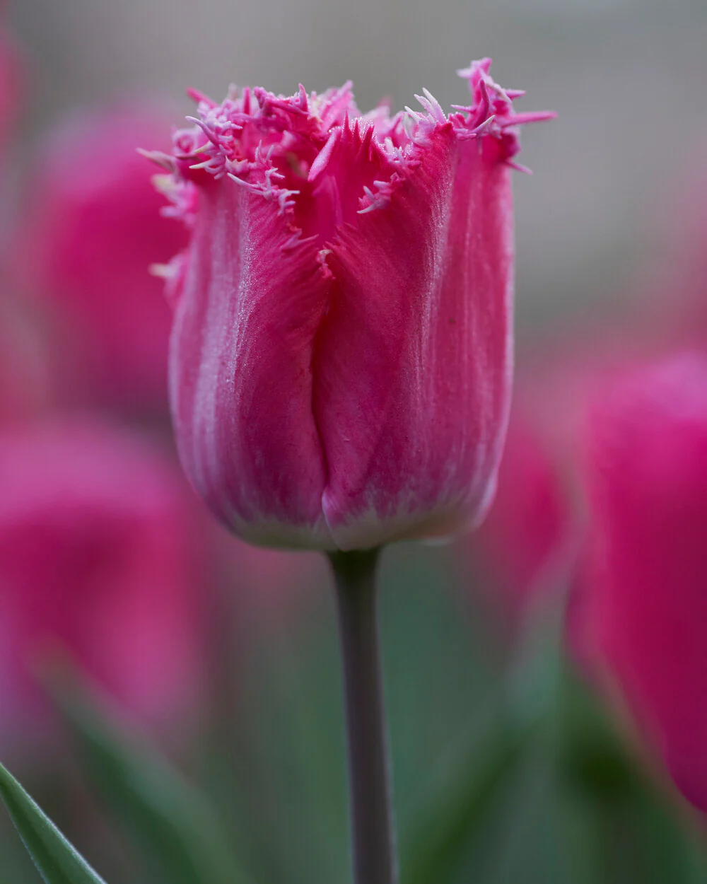 Tulip 'Katie Melua' - Image 5