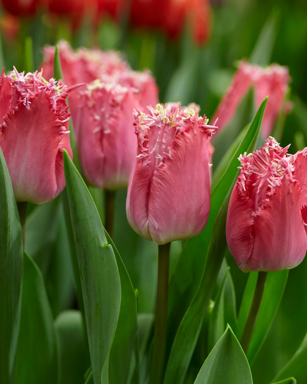 Tulip 'Katie Melua' - Image 7