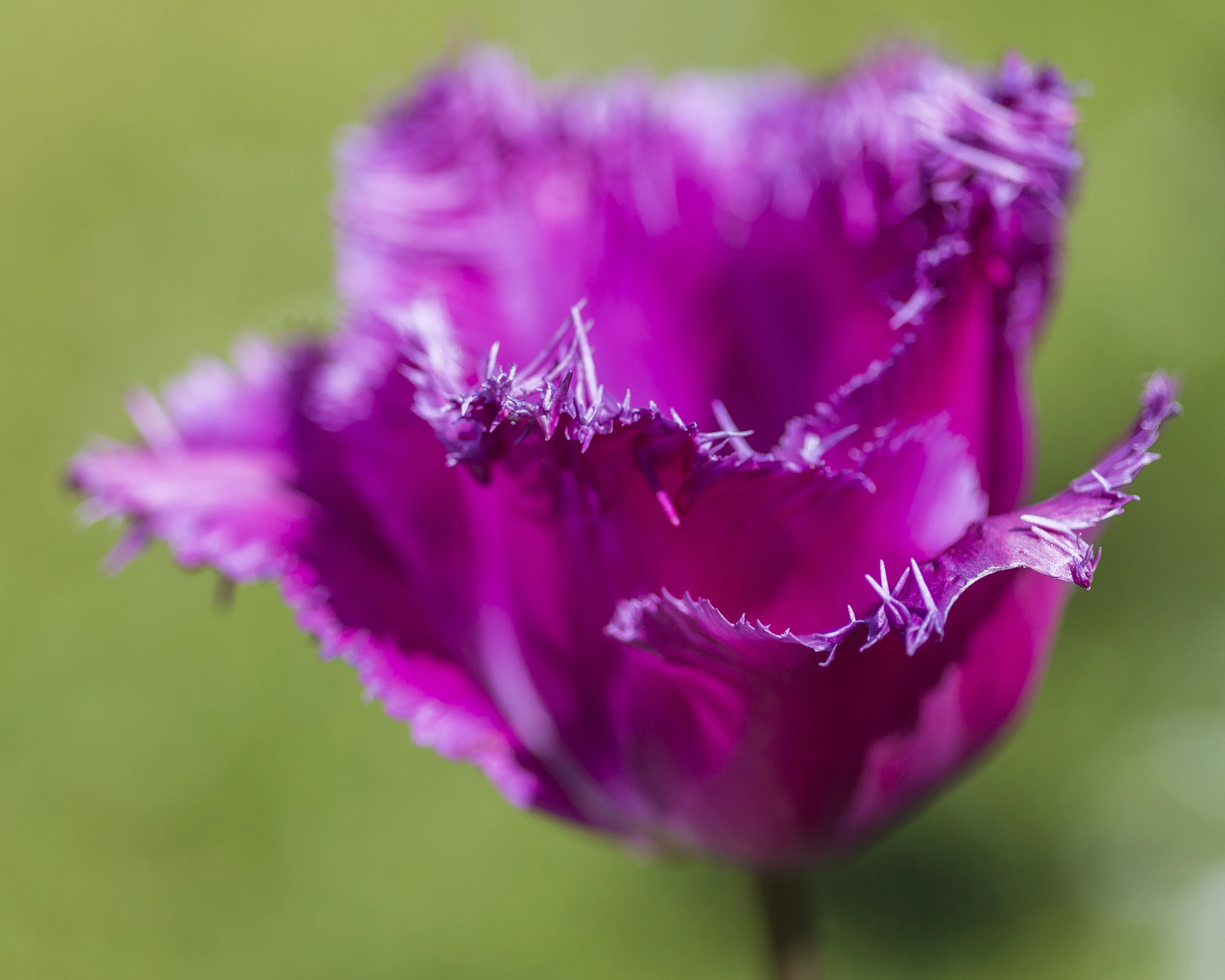 Tulip 'Katie Melua' - Image 8