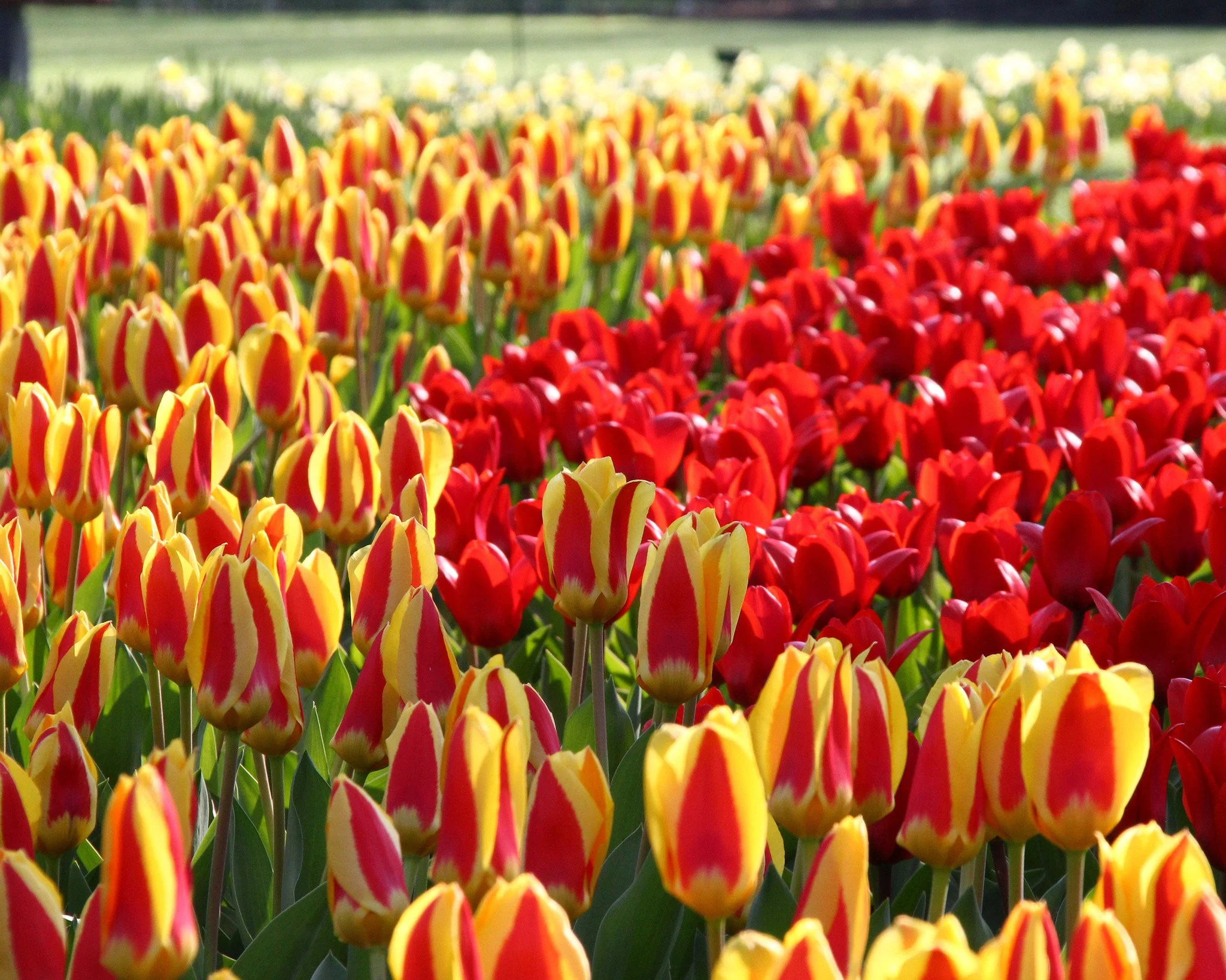 Tulip collection 'Ketchup & Mustard' - Image 4