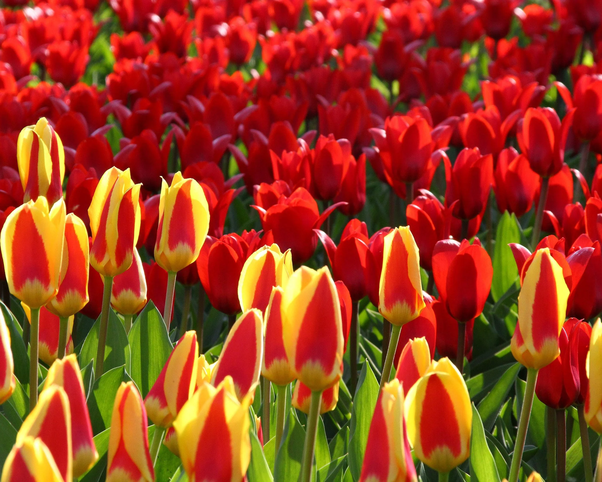 Tulip collection 'Ketchup & Mustard' - Image 5