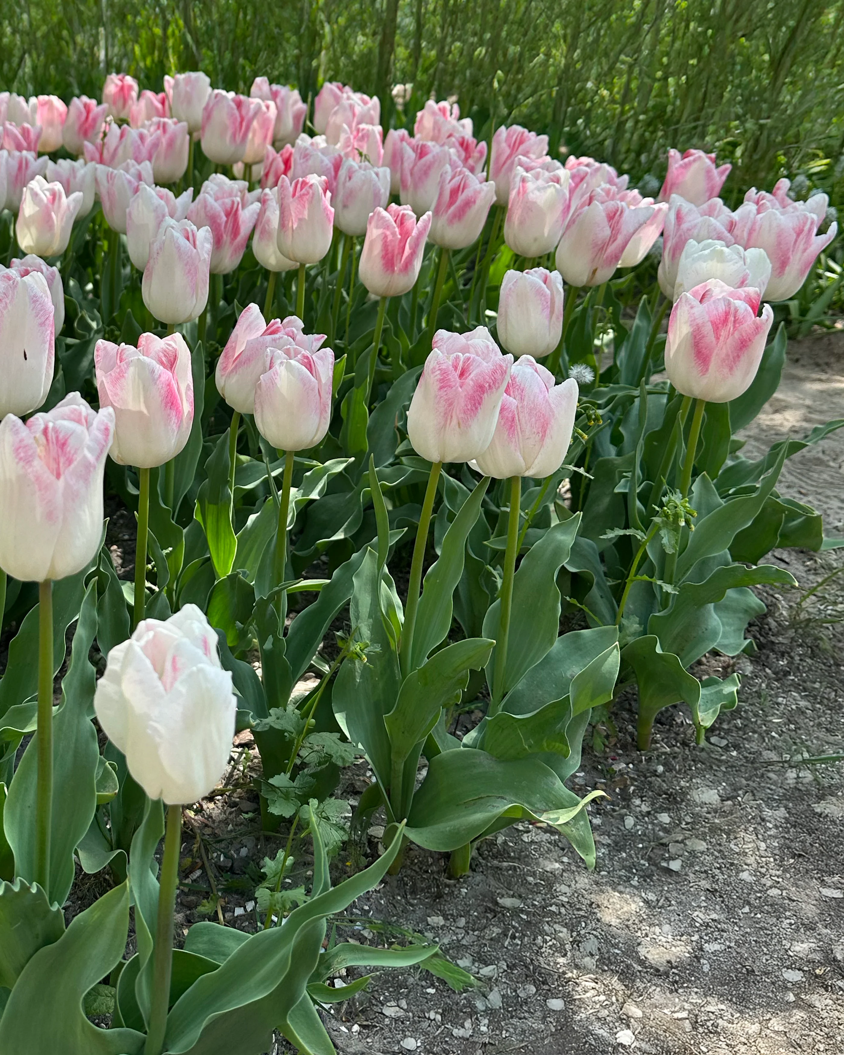 Tulip 'Kyoko Takahashi' - Image 4