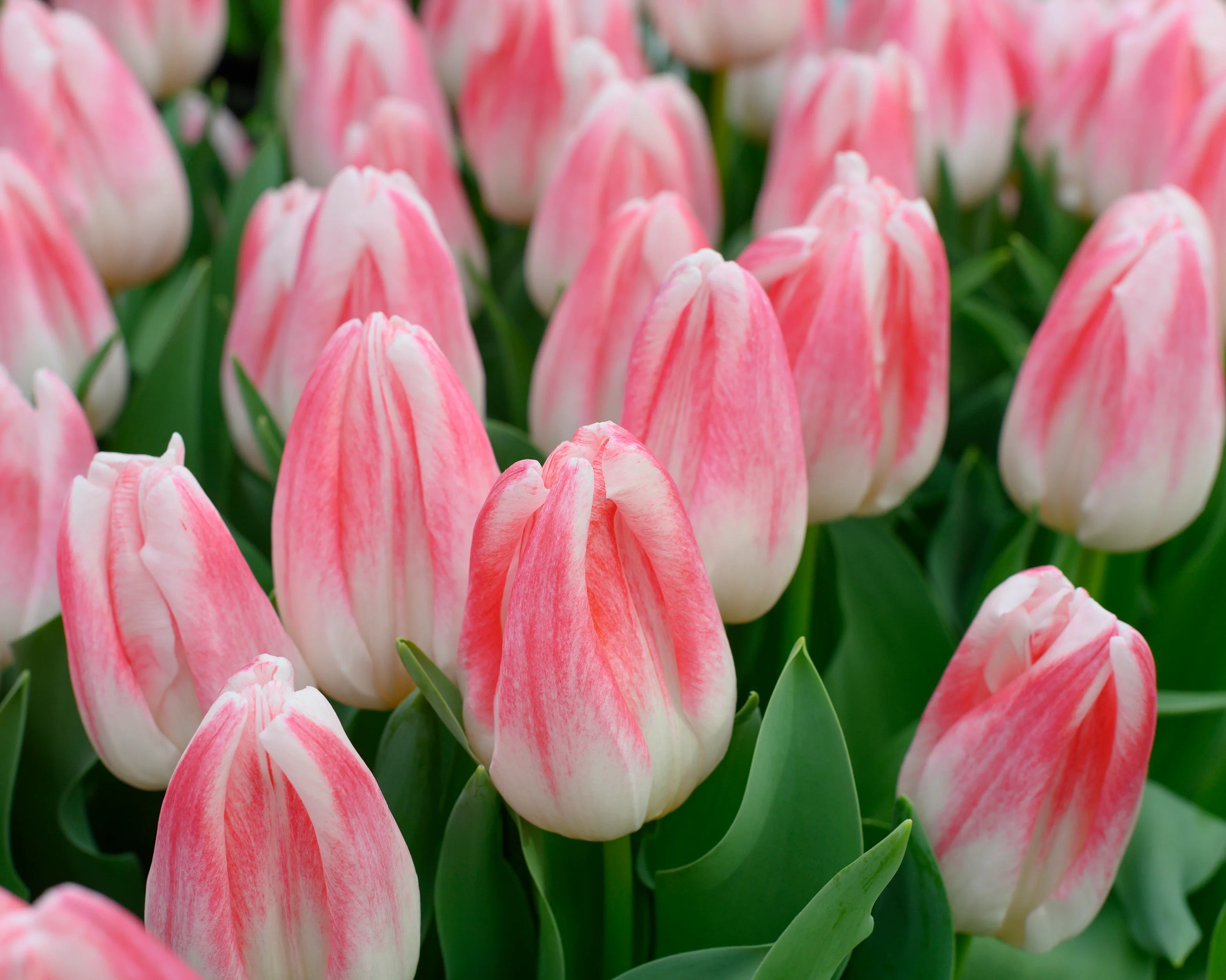Tulip 'Kyoko Takahashi' - Image 6