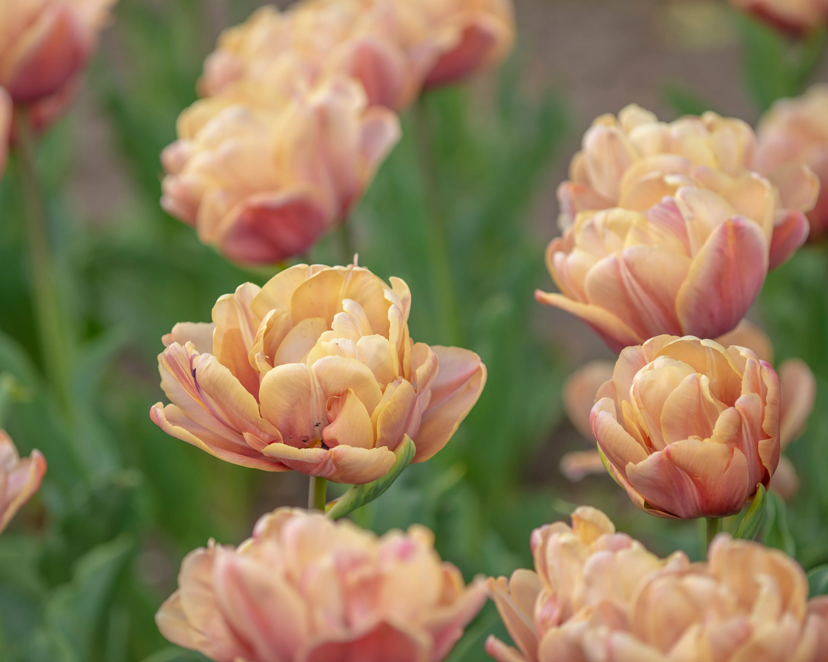 Tulip 'La Belle Époque' - Image 2