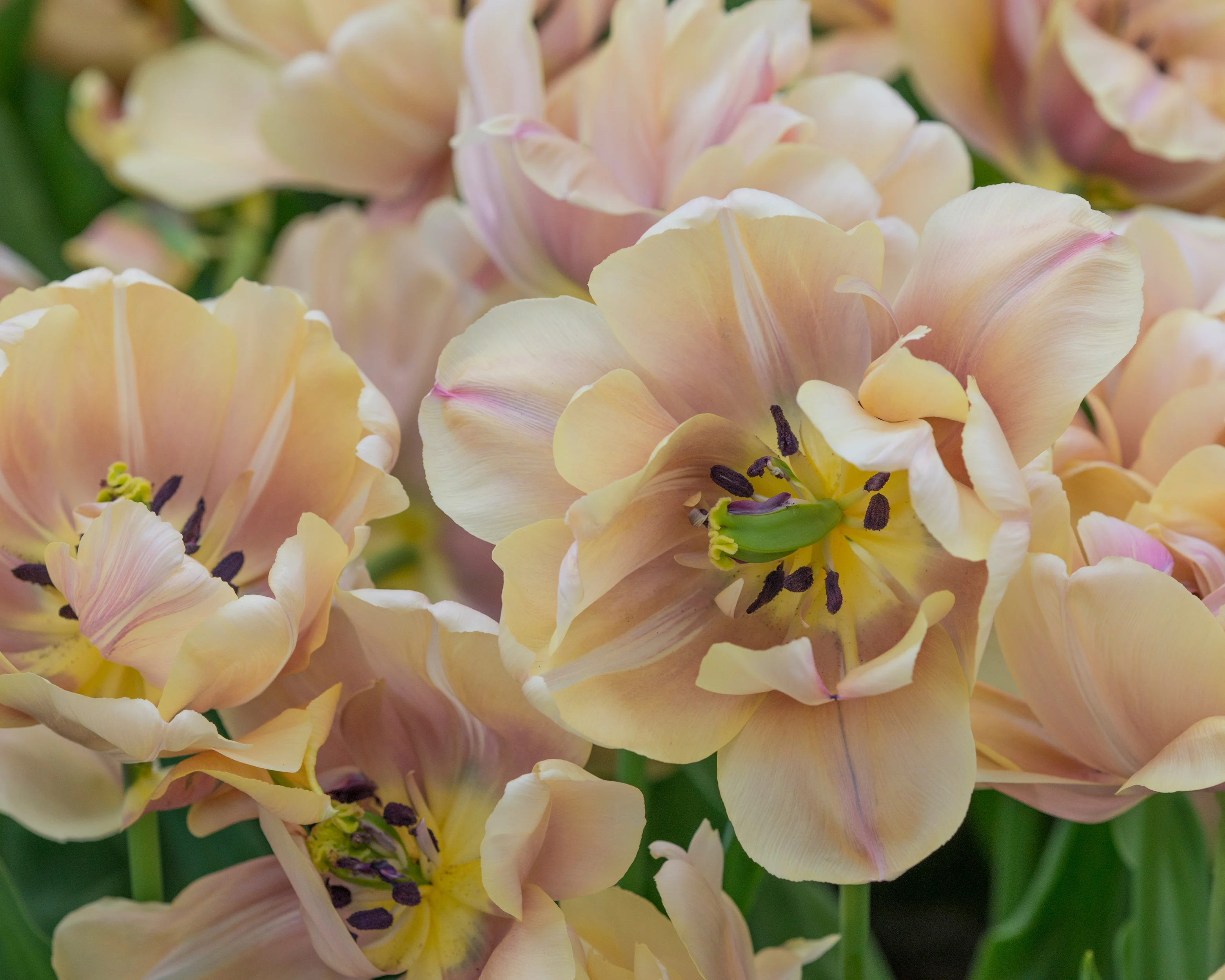 Tulip 'La Belle Époque' - Image 4
