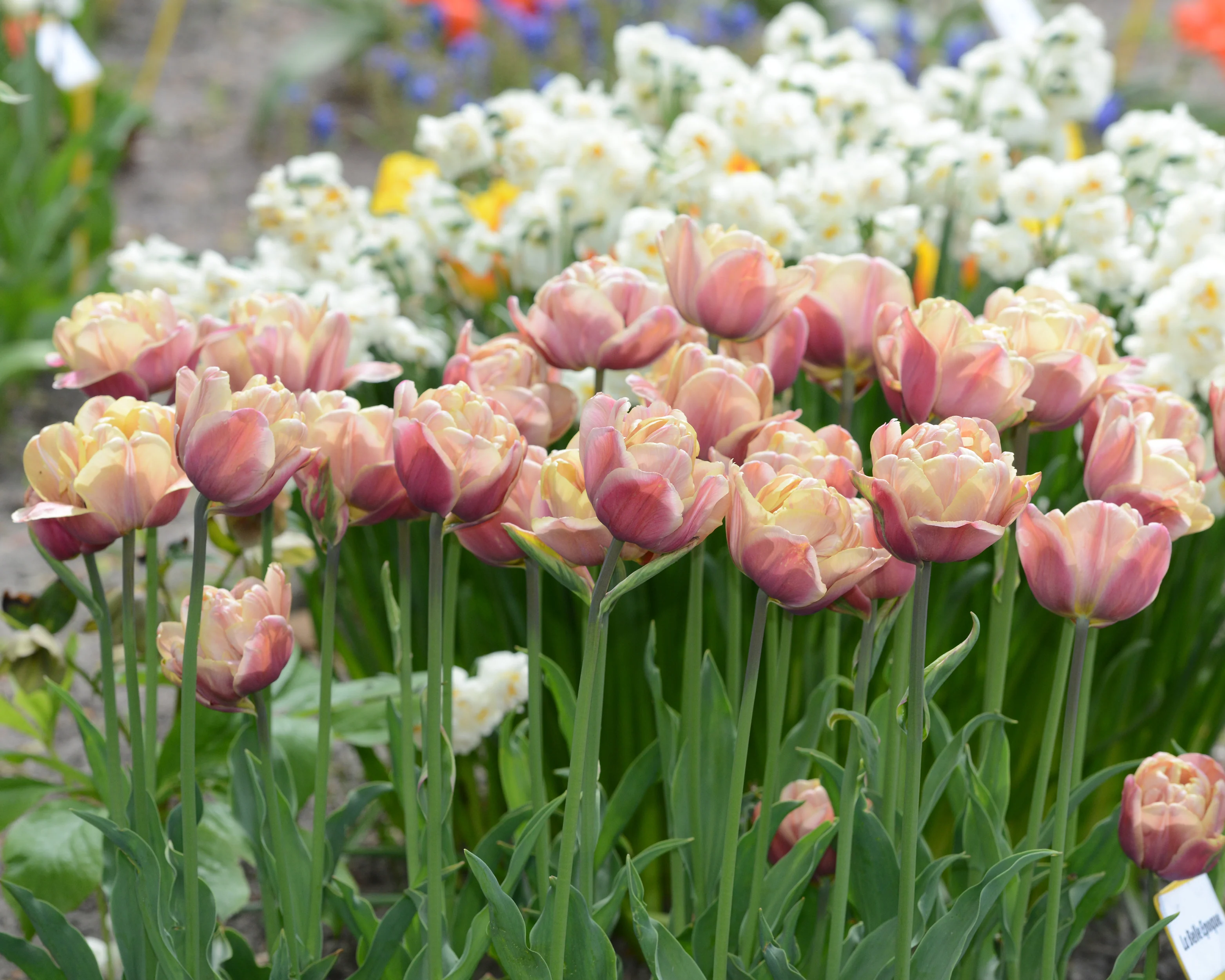 Tulip 'La Belle Époque' - Image 5