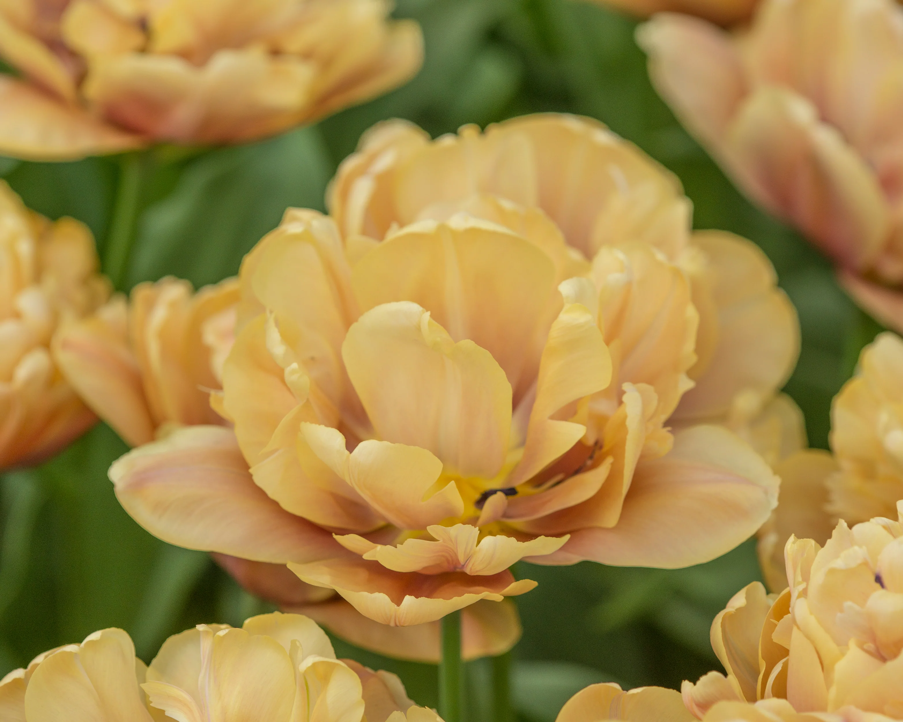 Tulip 'La Belle Époque' - Image 7