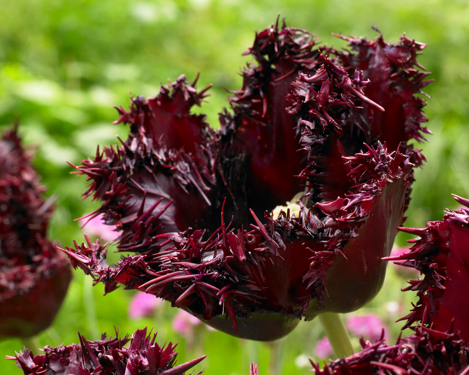 Tulip 'Labrador' - Image 2