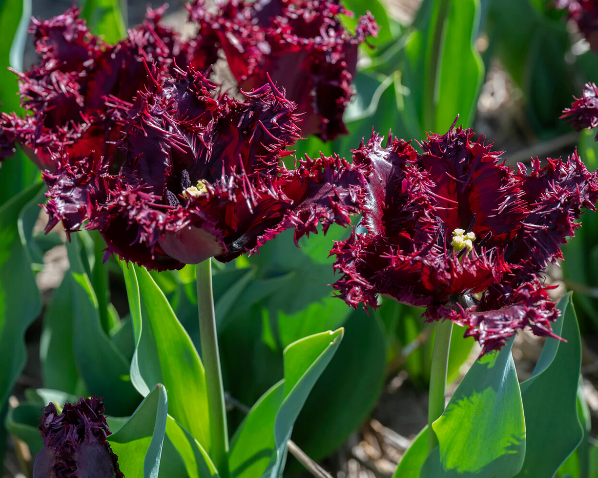 Tulip 'Labrador' - Image 3