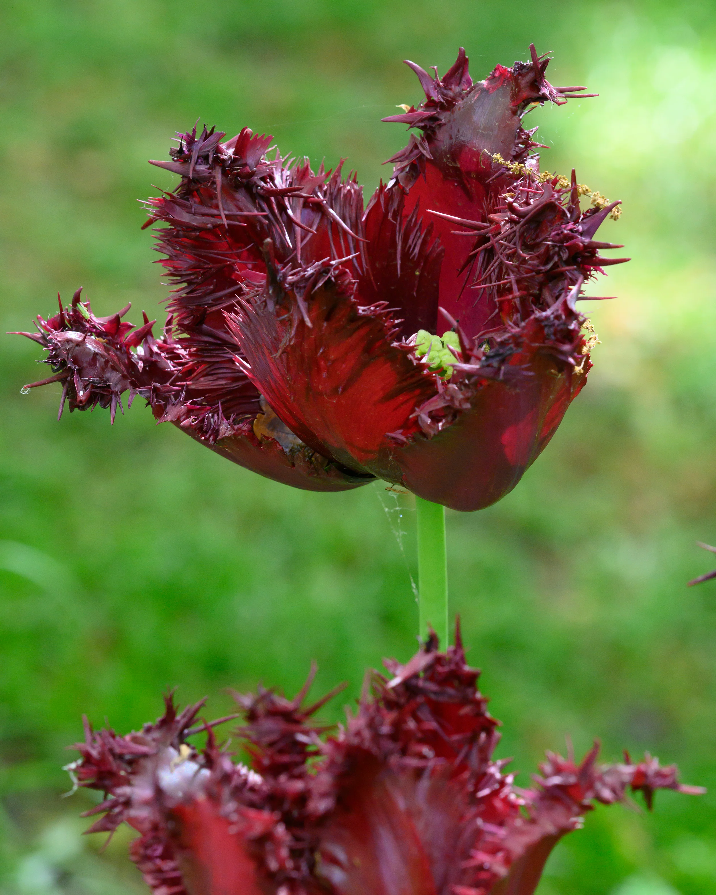 Tulip 'Labrador' - Image 5