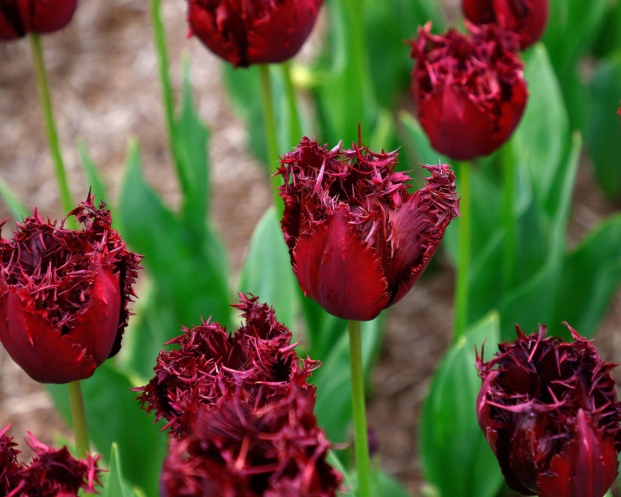 Tulip 'Labrador' - Image 7