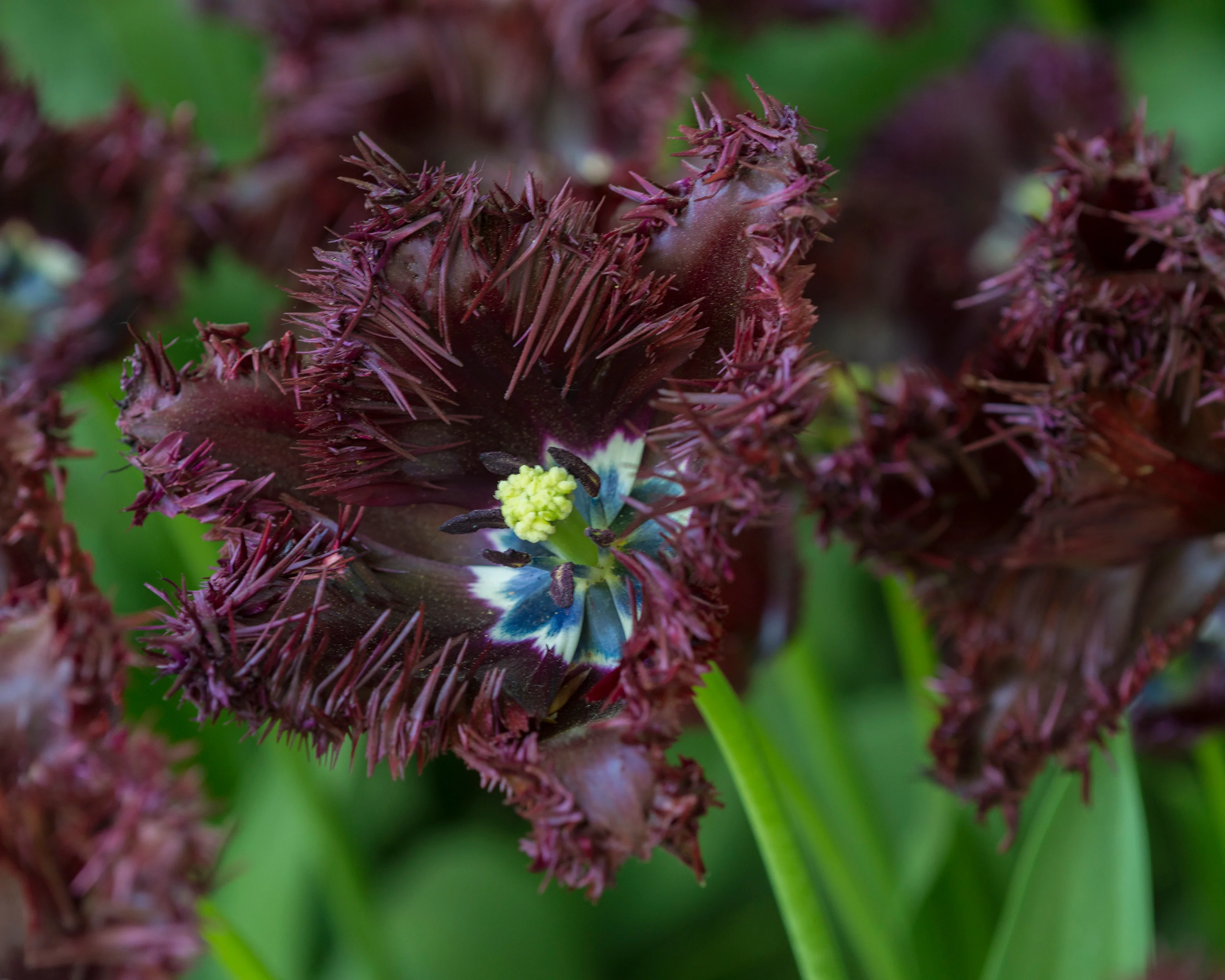 Tulip 'Labrador' - Image 8