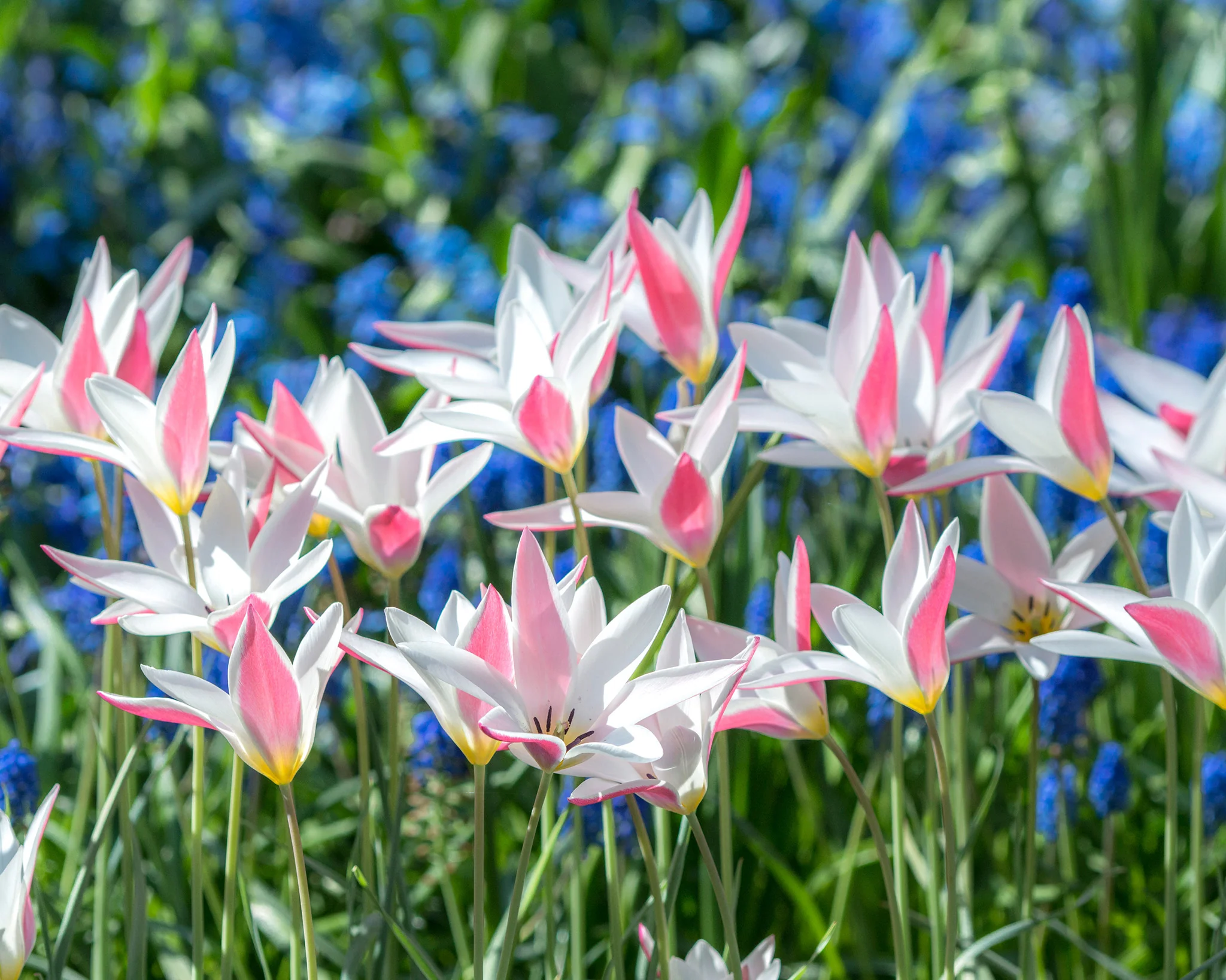 Tulip 'Lady Jane' - Image 3