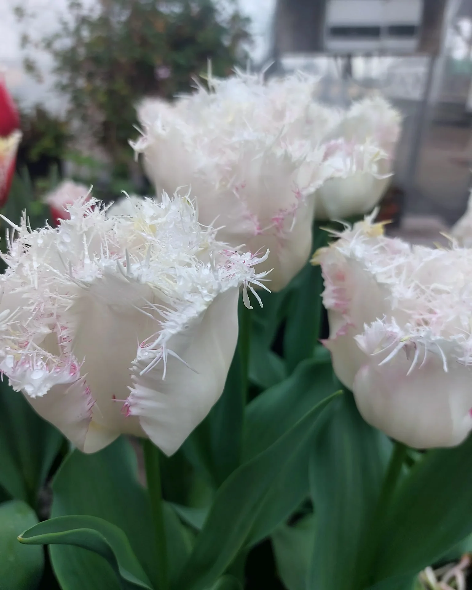 Tulip 'Lady Smile' - Image 4